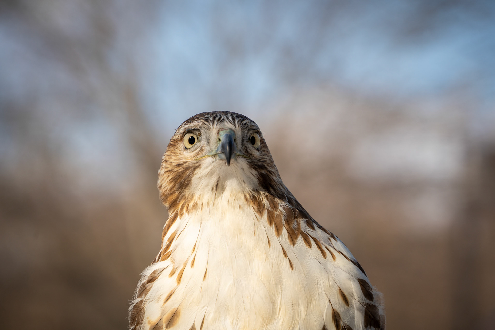 Red-tailed Hawk | Boston, MA