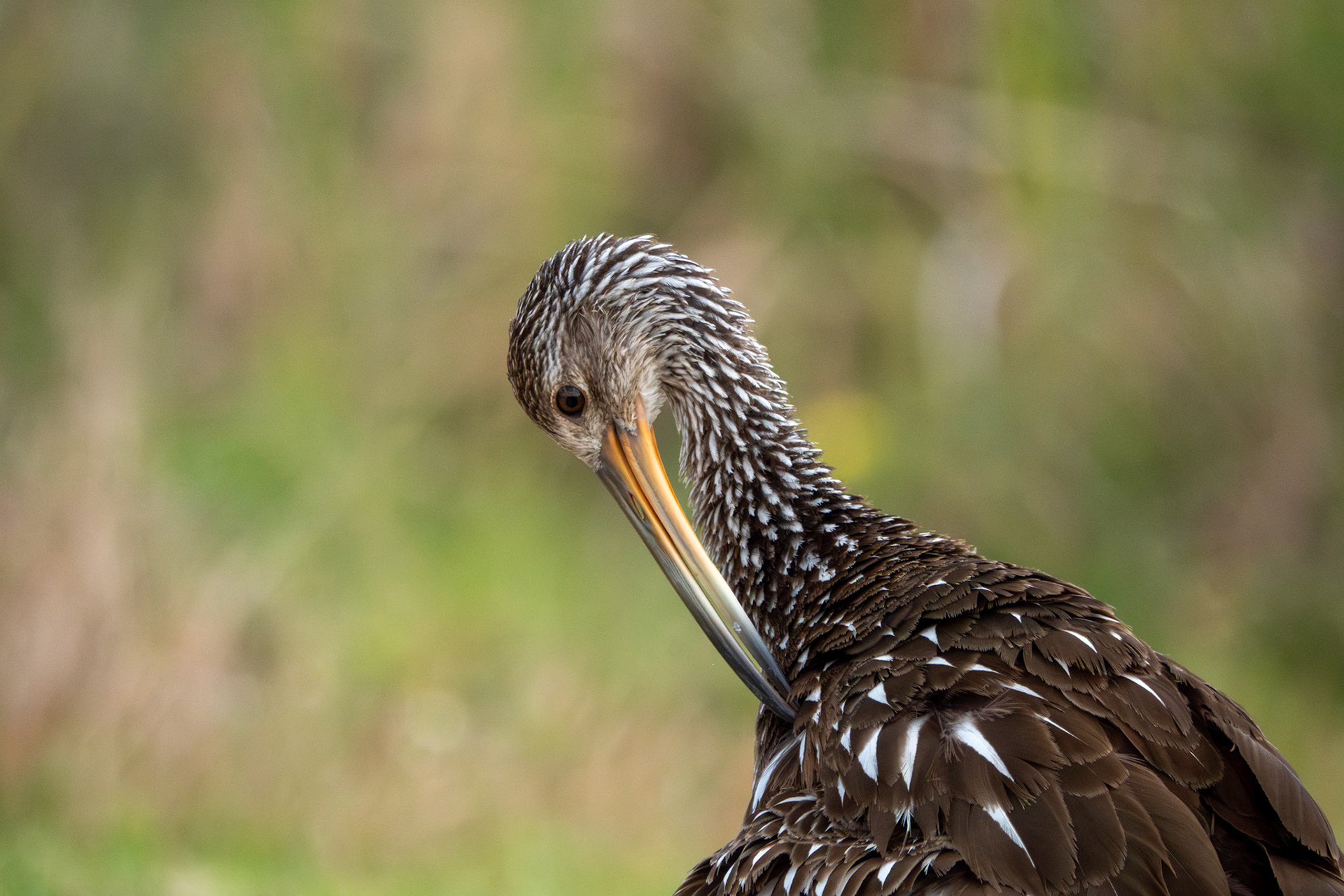 Limpkin | Orlando Wetlands Park, FL