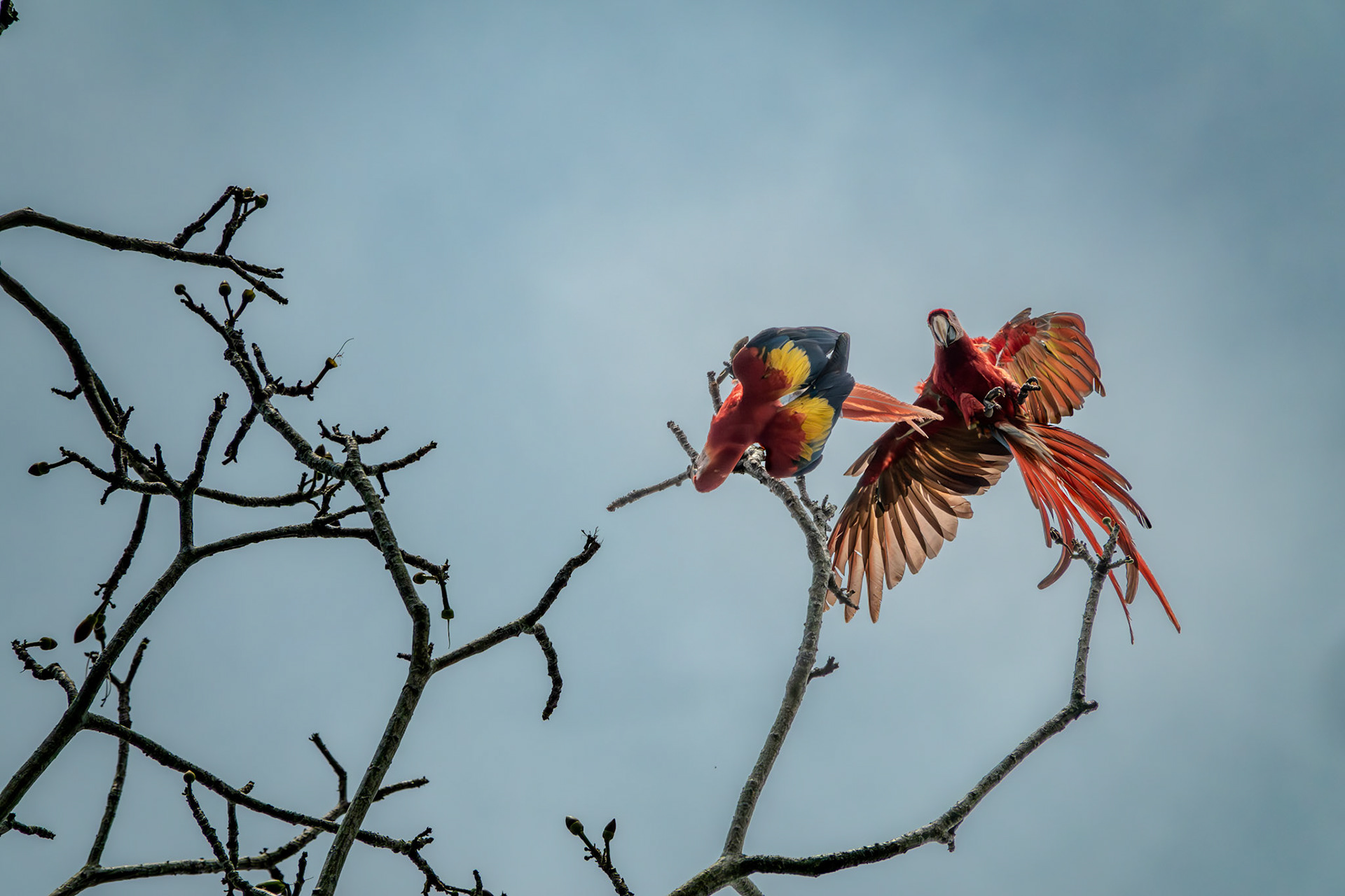 Scarlet Macaws | Osa Peninsula