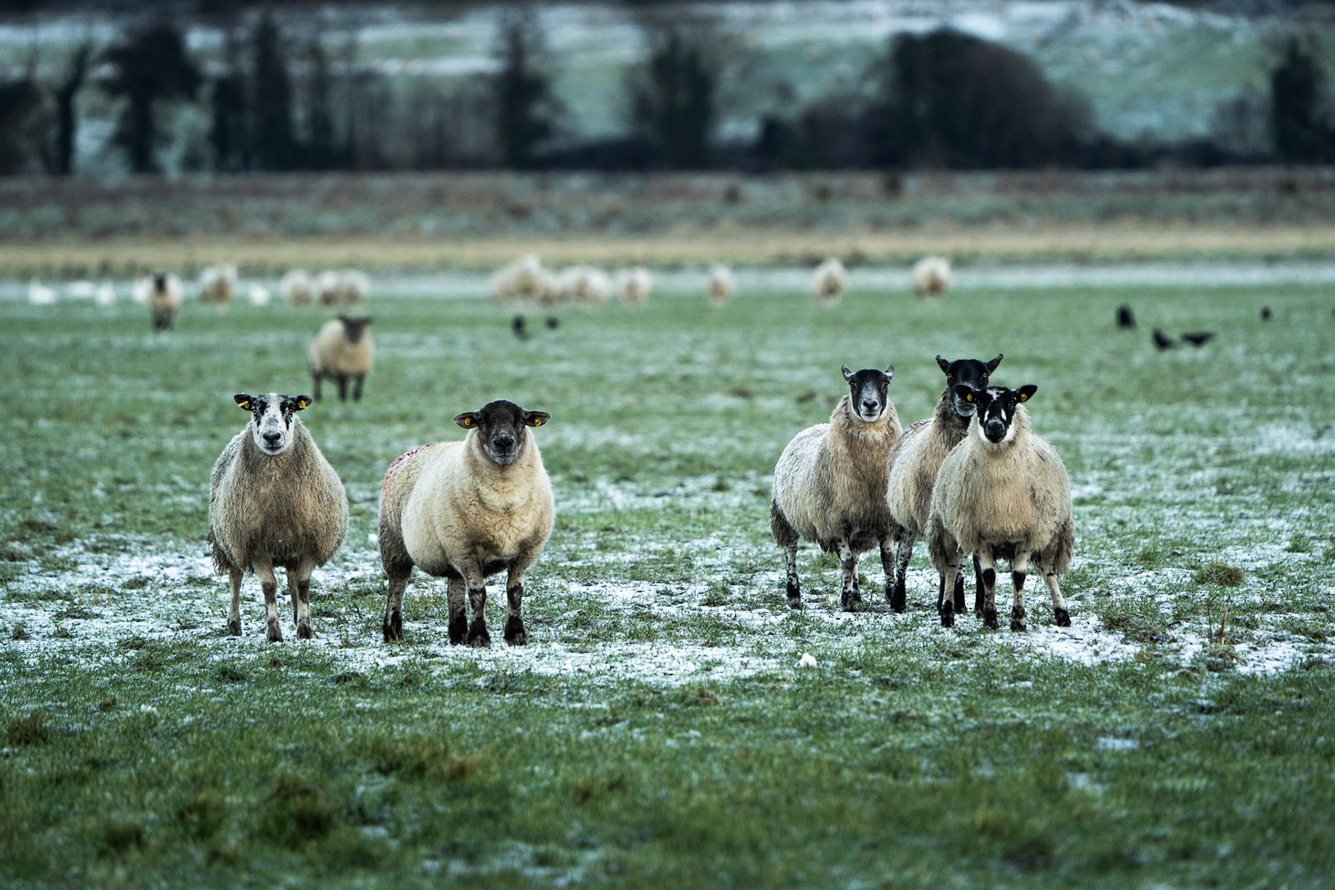 Sheep | Inishowen Peninsula, Co. Donegal