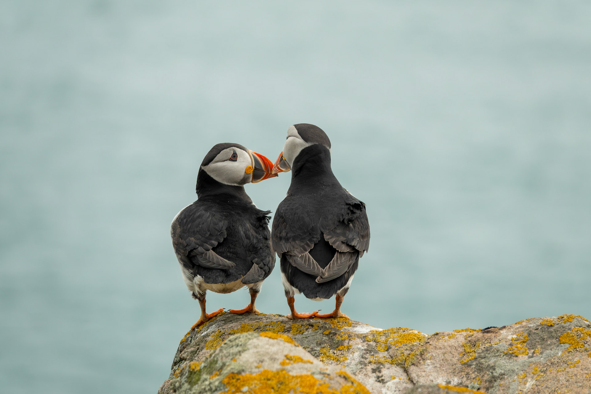 Alantic Puffins | Great Saltee Island, Co. Wexford