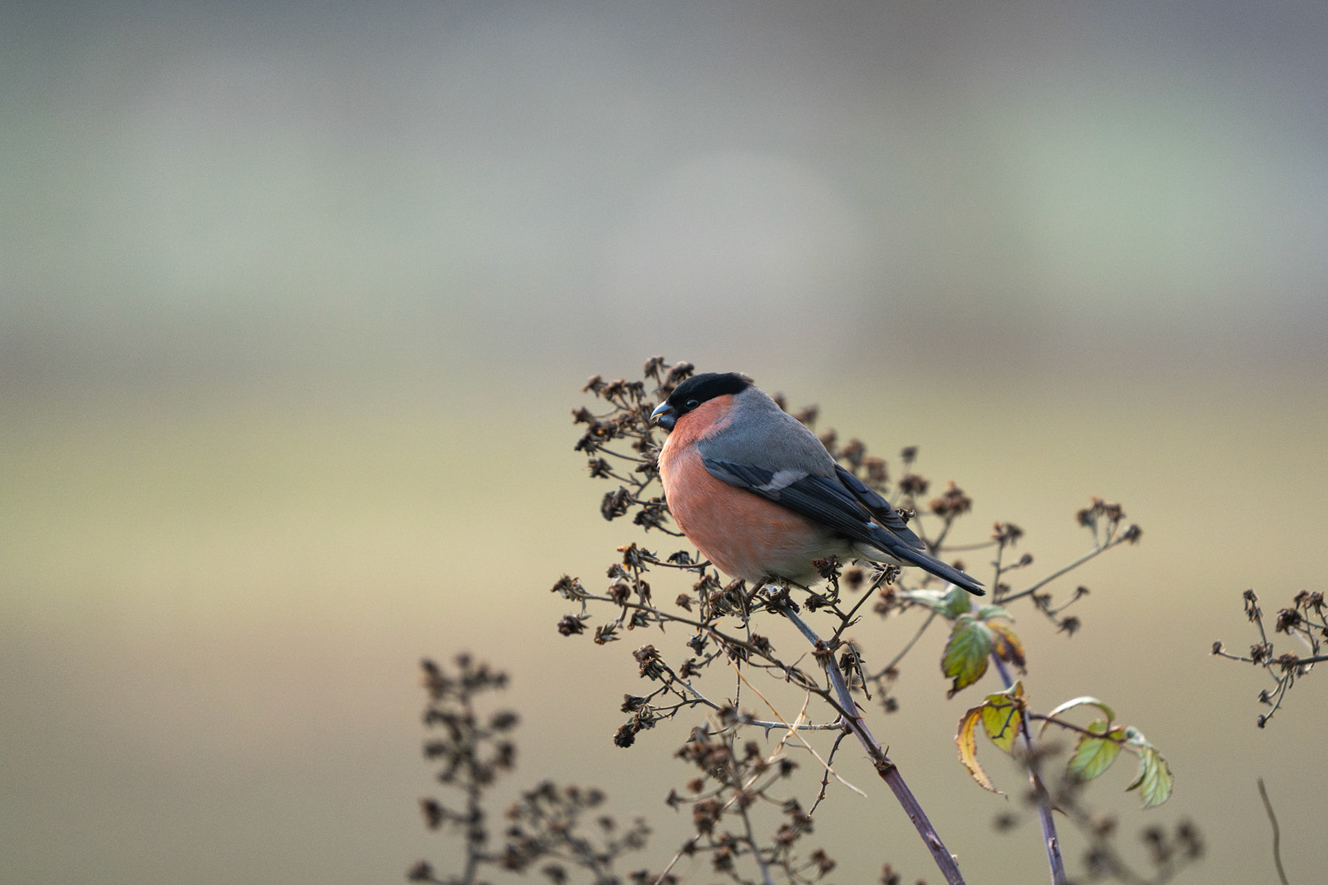 Eurasian Bullfinch (Male) | Inch Wildfowl Reserve, Co. Donegal