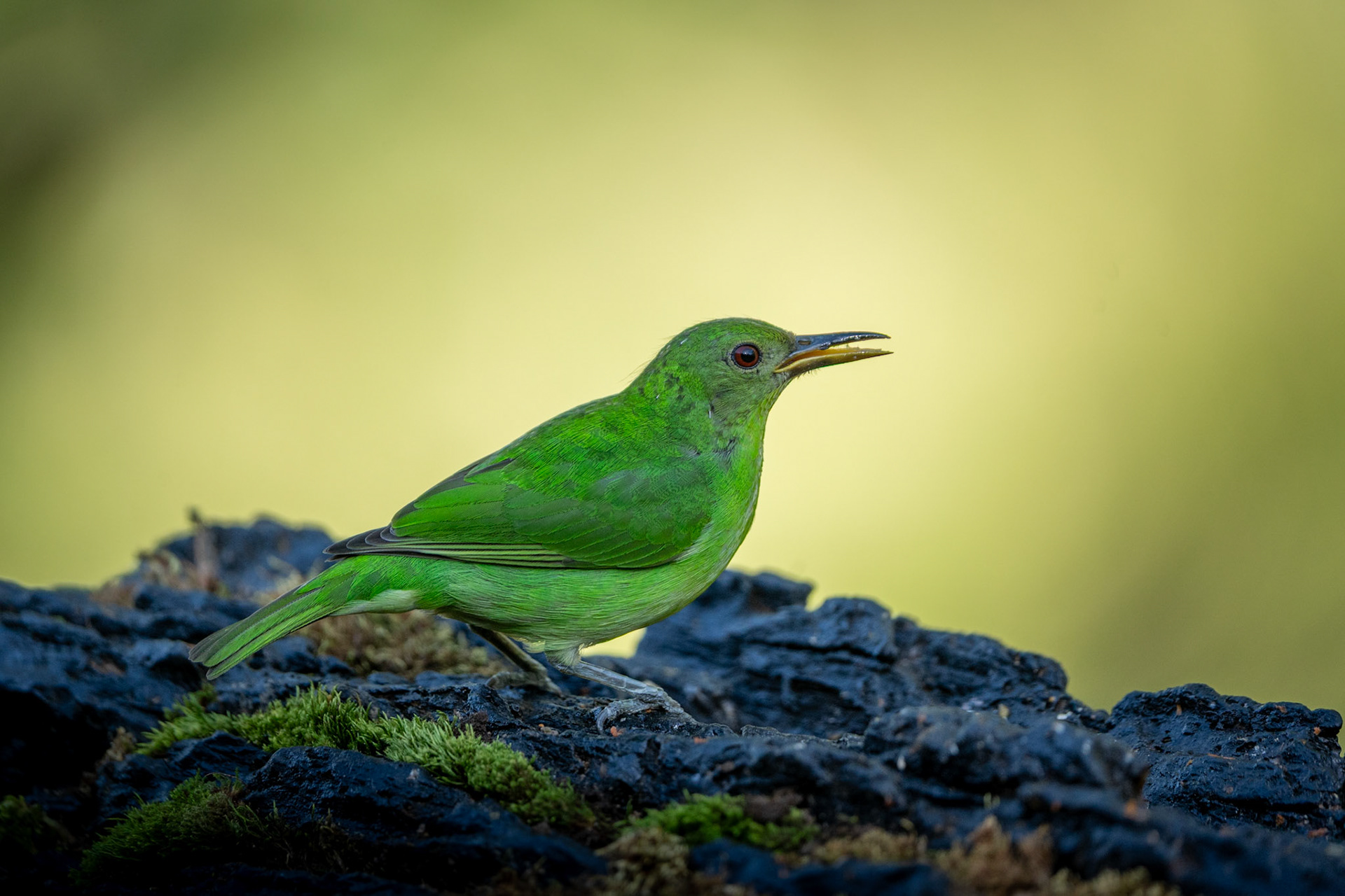Green Honeycreeper (Female) | San Gerardo de Rivas