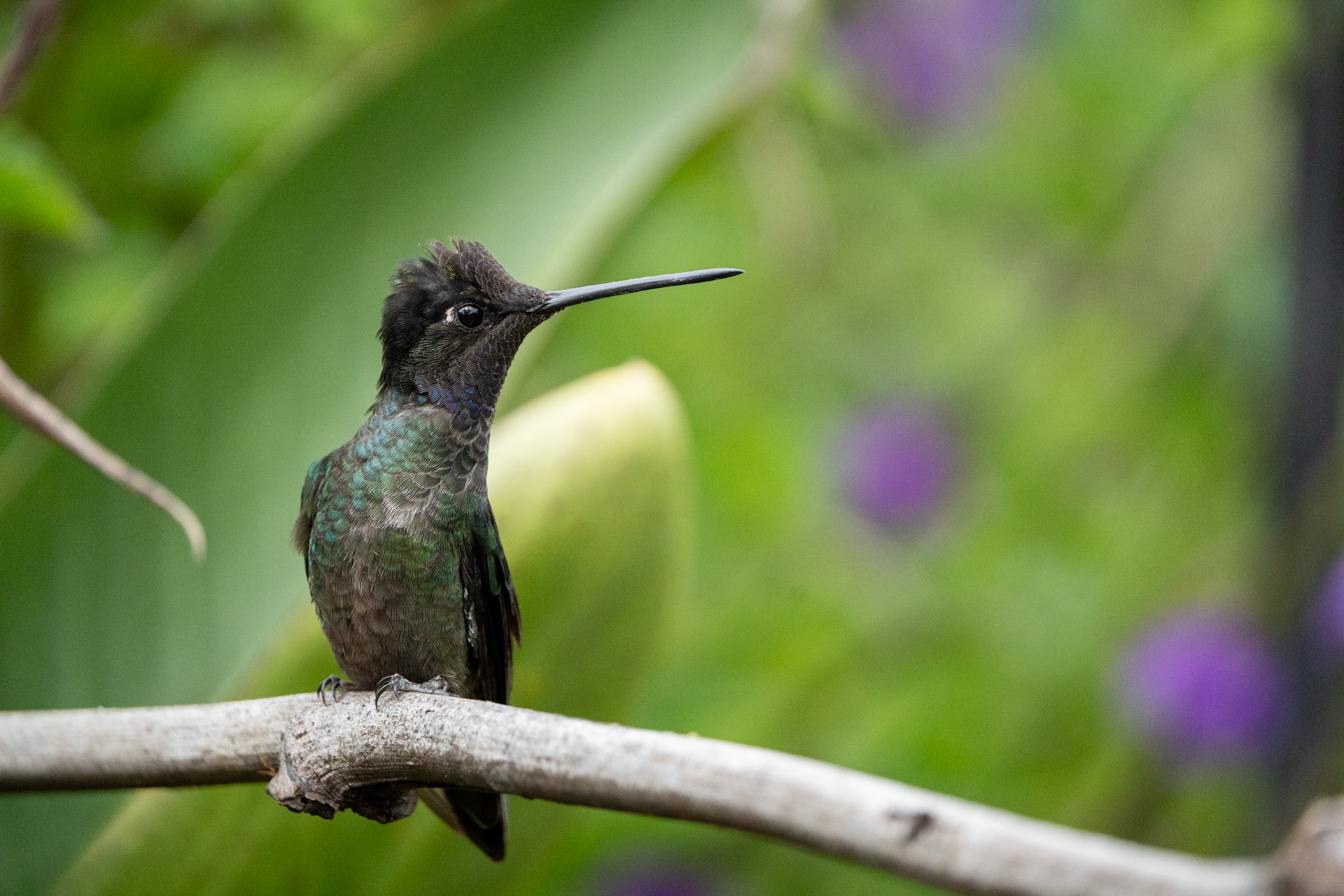 Talamanca Hummingbird (Male) | San Gerardo de Dota