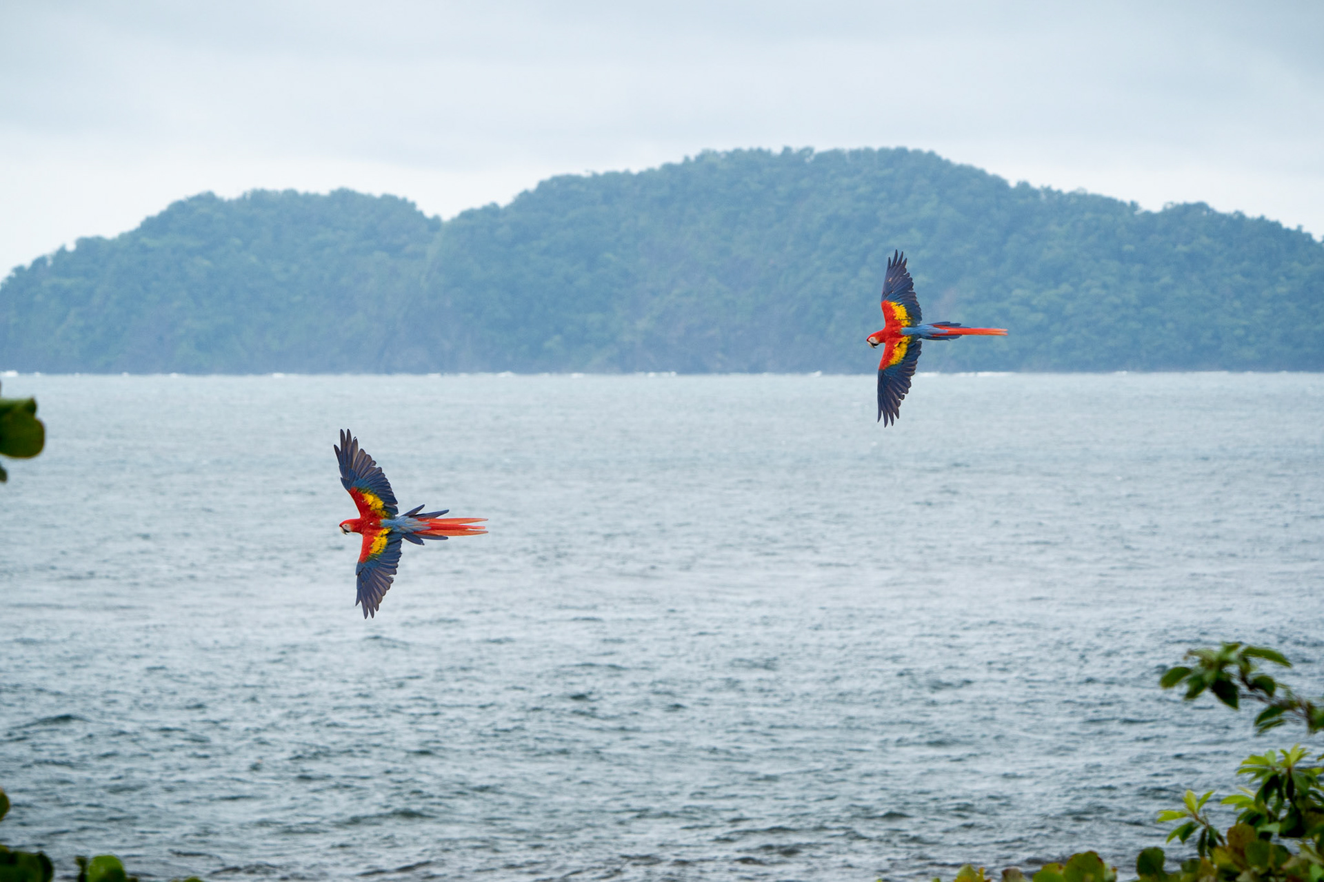 Scarlet Macaws | Jacó