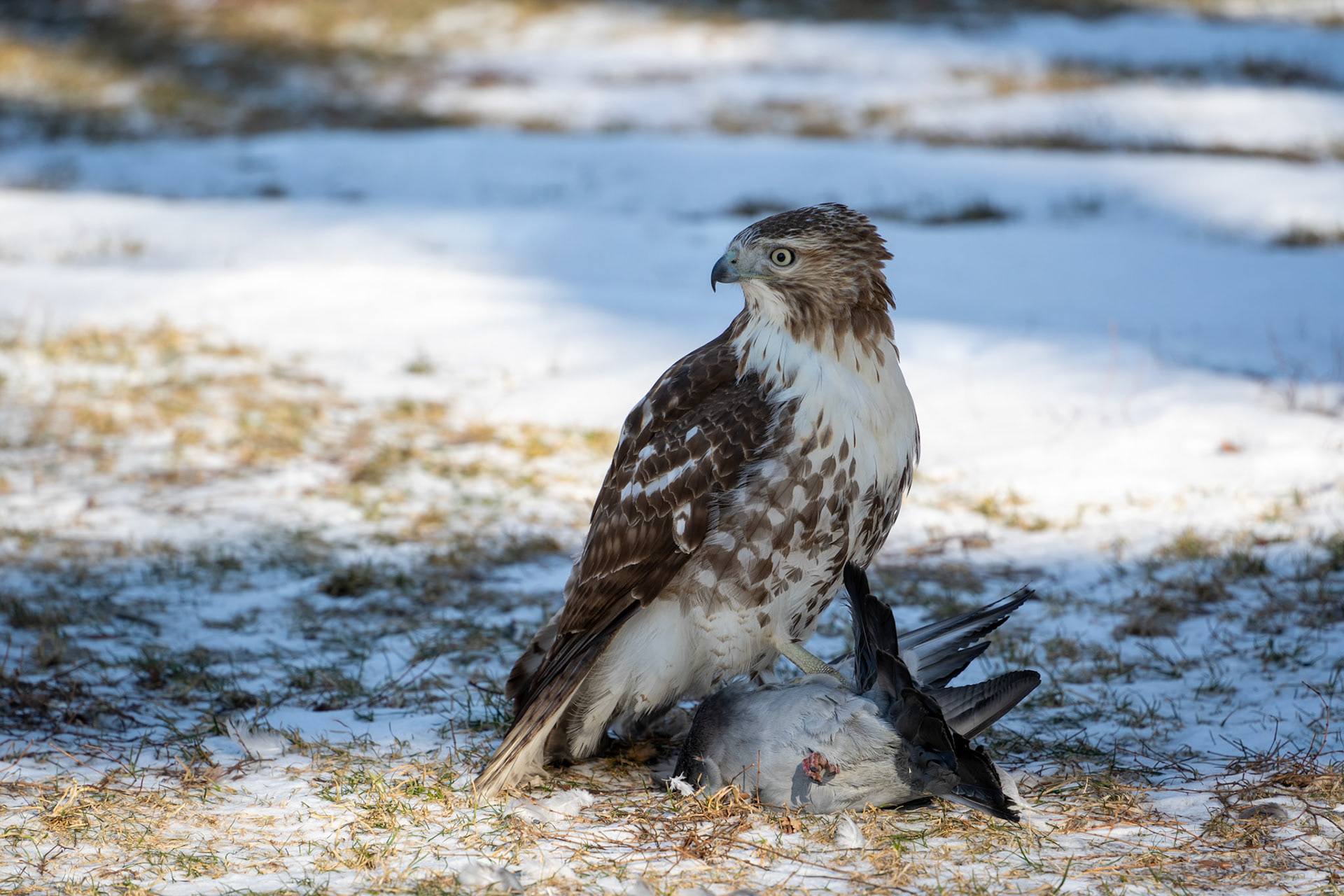 Red-tailed Hawk | Boston, MA