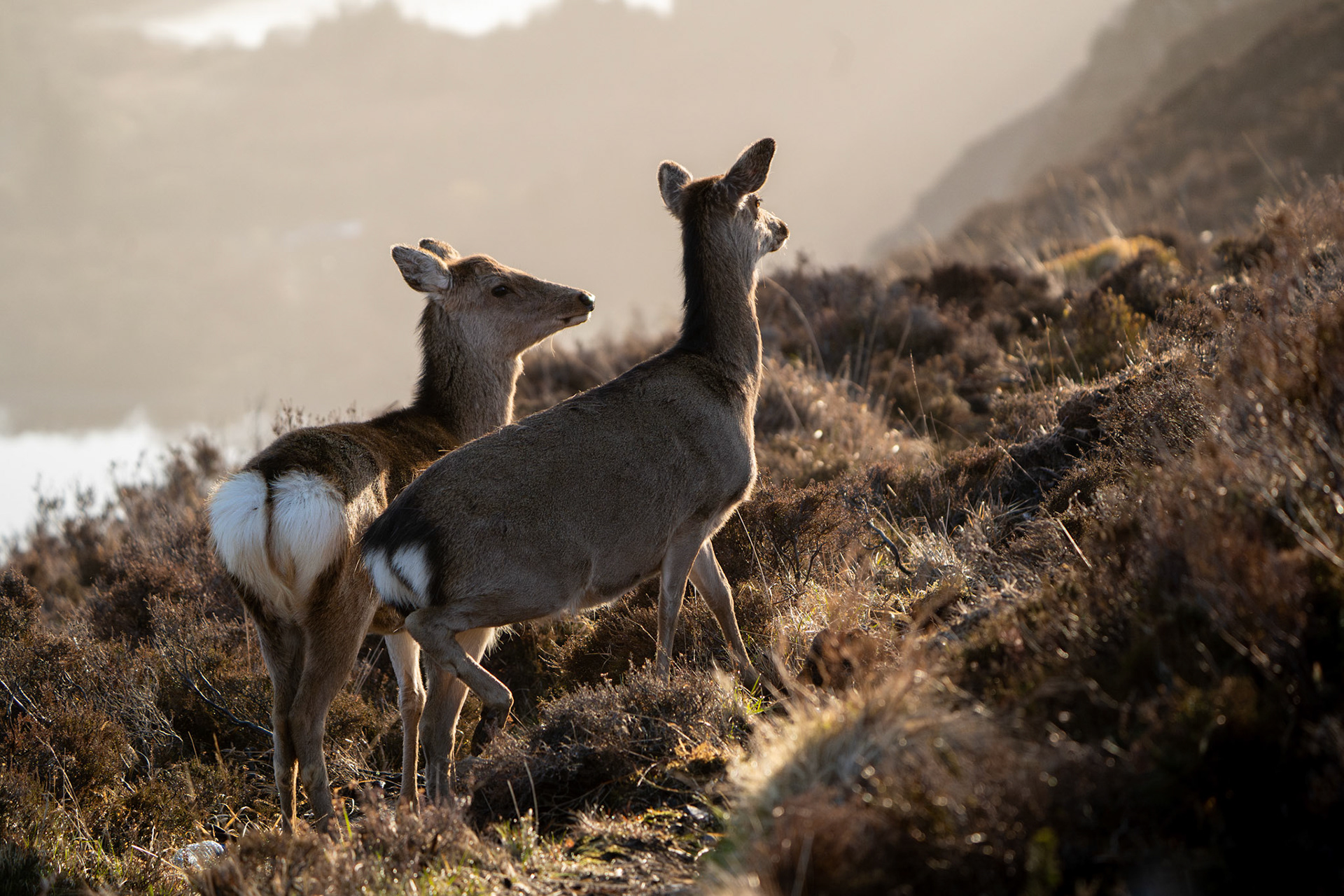 Red Deer | Glendalough, Co. Wicklow