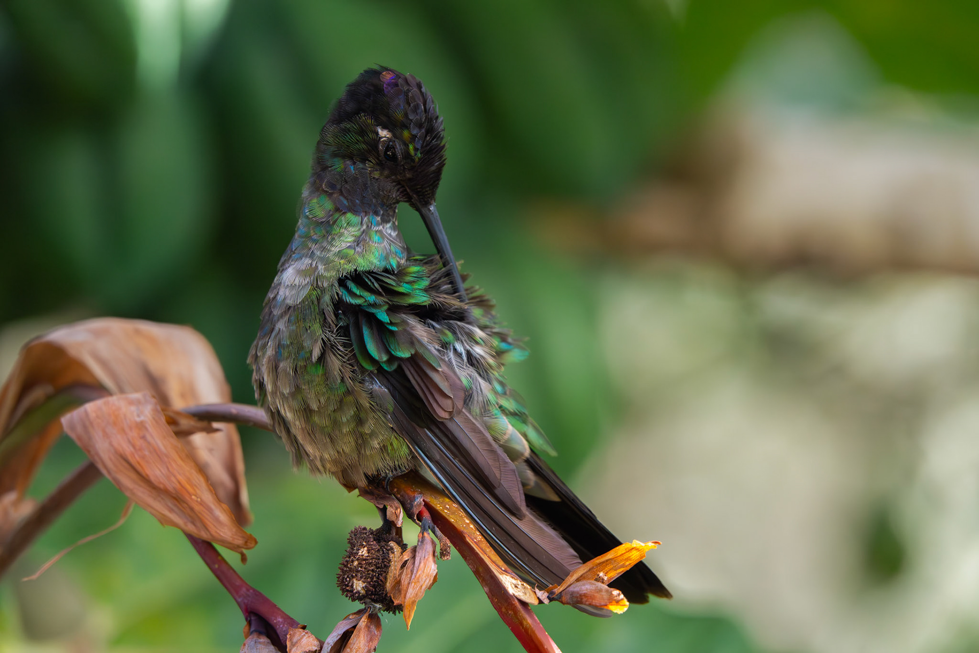 Hummingbird | San Gerardo de Dota