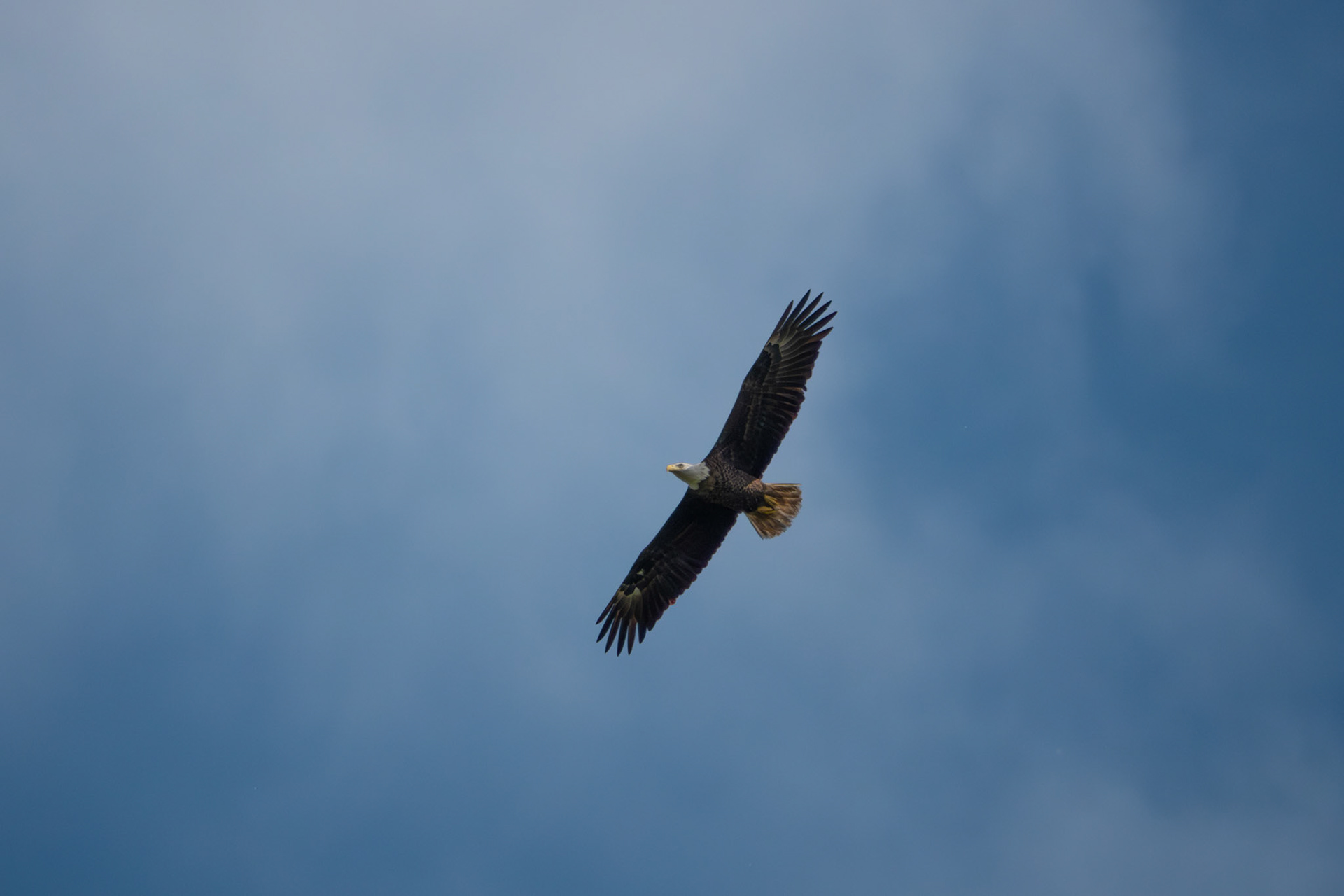 Bald Eagle | Orlando Wetlands Park, FL