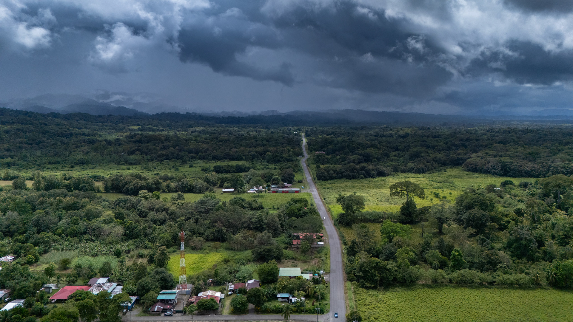Sándalo | Osa Peninsula, Costa Rica