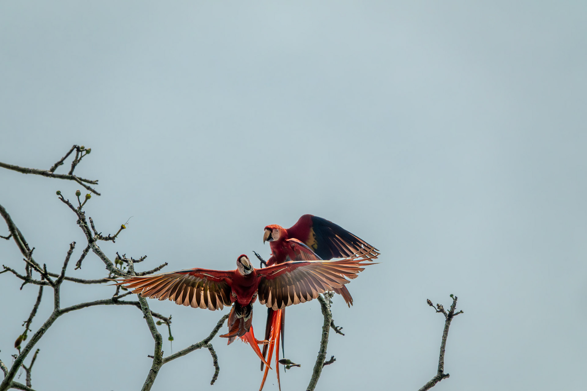Scarlet Macaws | Osa Peninsula