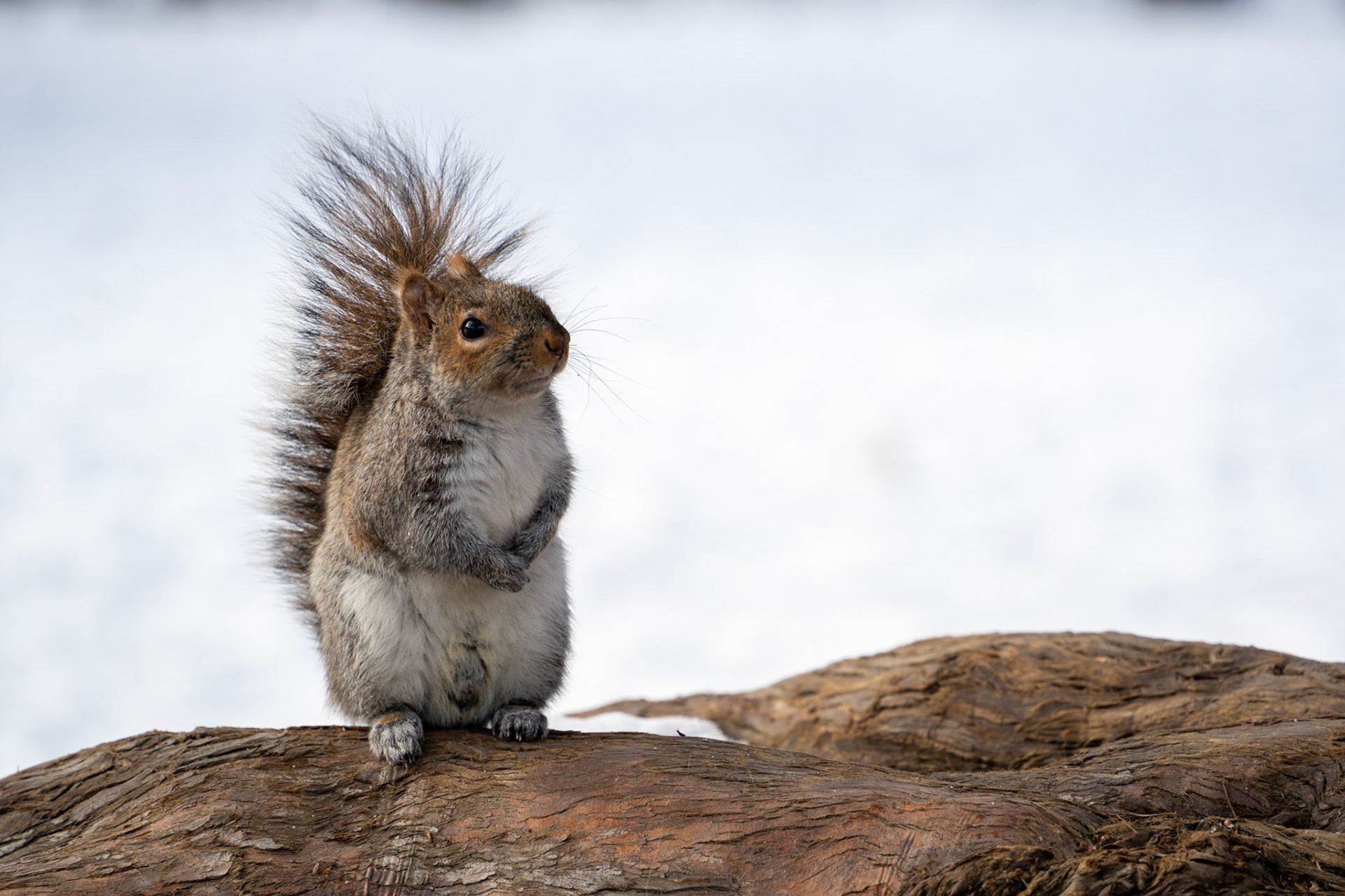 Gray Squirrel | Boston, MA