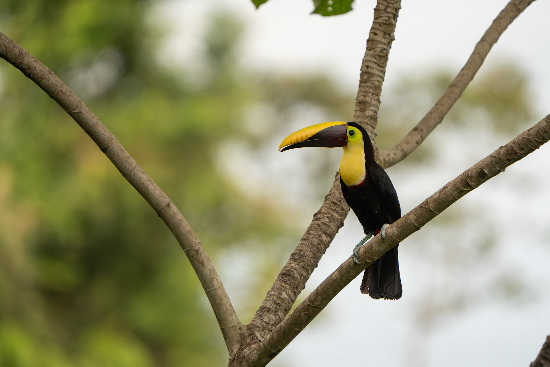 Chestnut-Mandibled Toucan | Osa Peninsula