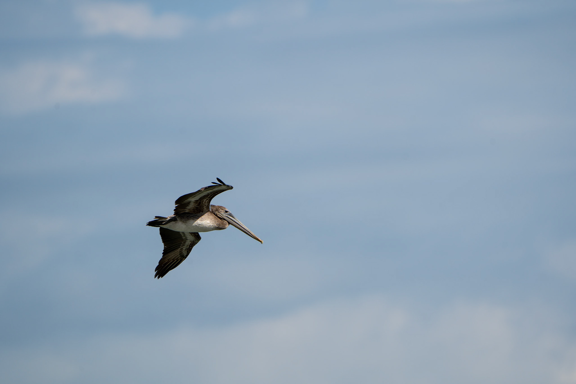 Brown Pelican | Playa Platanares, Osa Peninsula