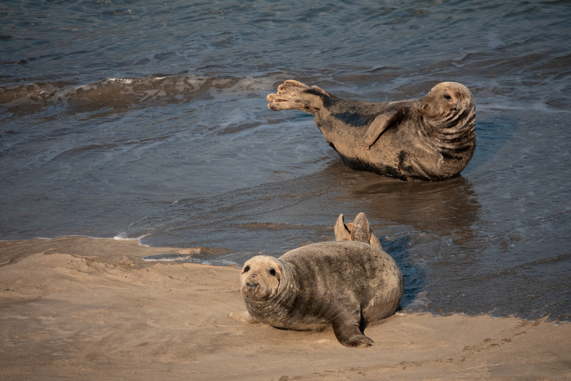 Grey Seals | Great Blasket Island, Co. Kerry