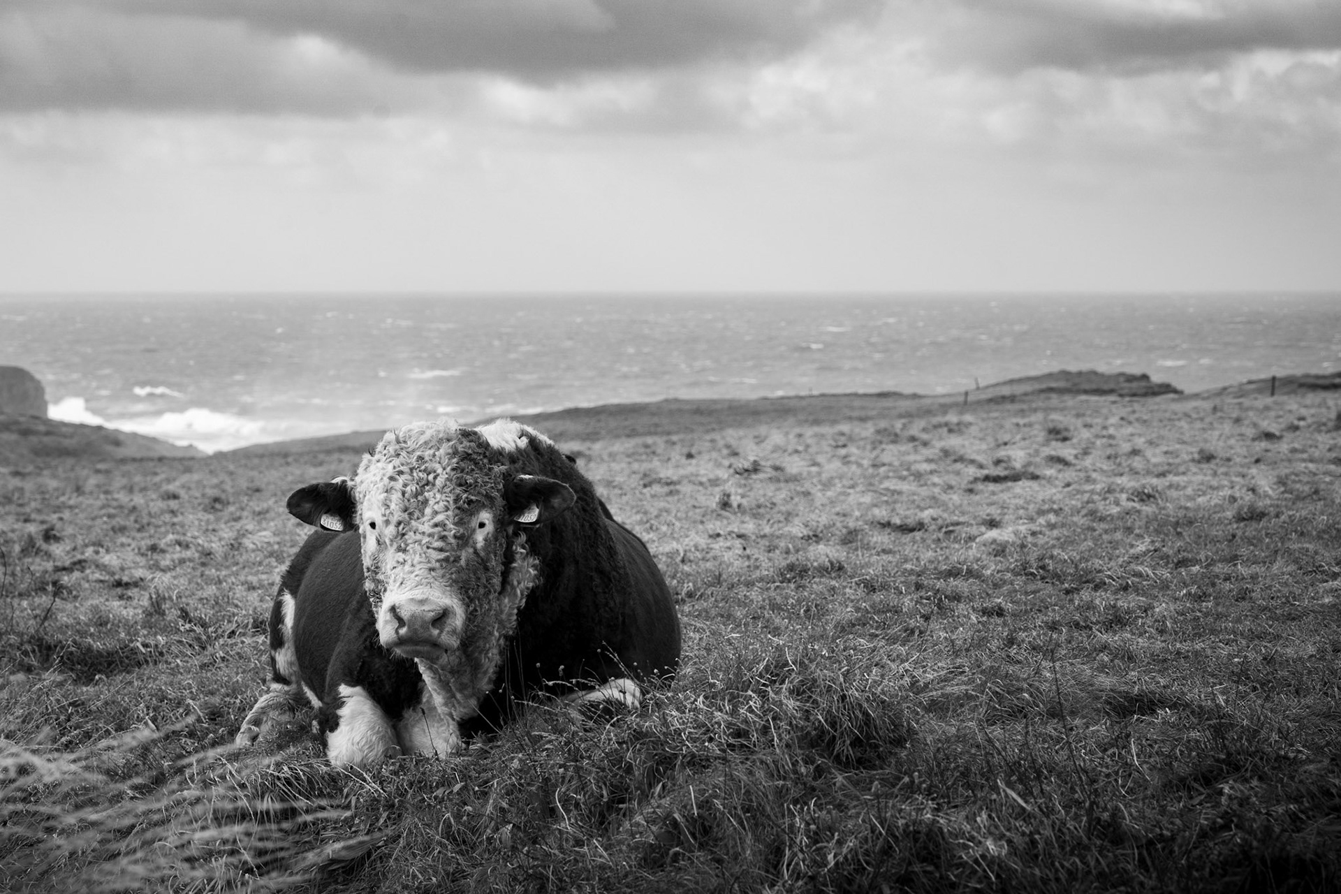 Hereford Bull | Kilkee, Co. Clare