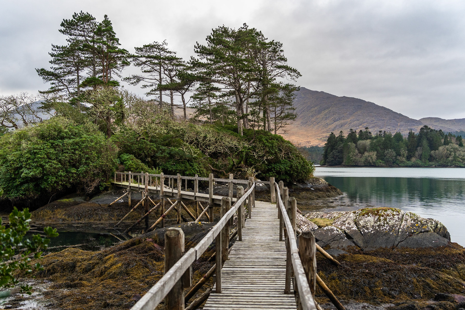Derreen Gardens | Lauragh, Co. Kerry