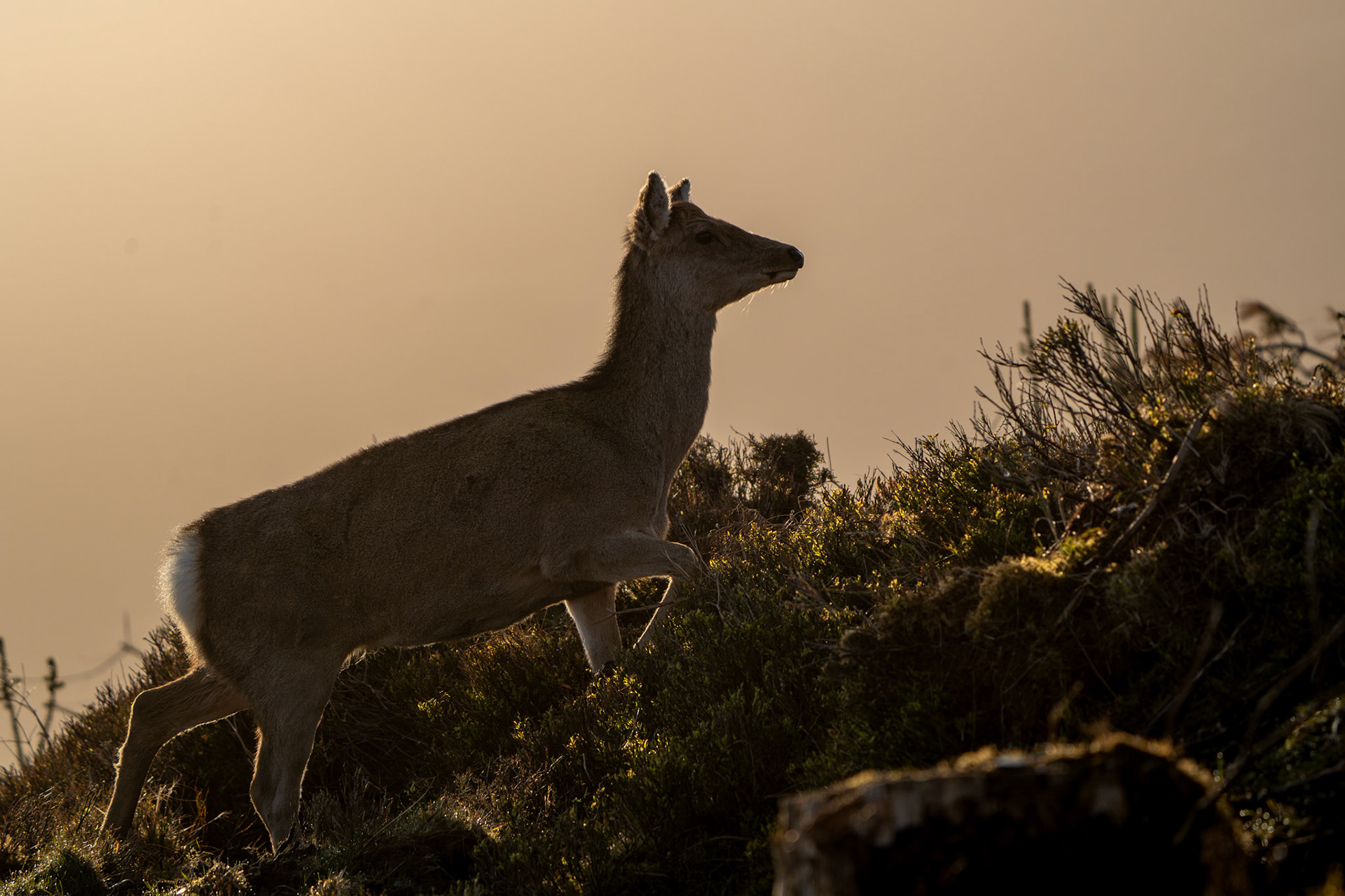 Red Deer | Glendalough, Co. Wicklow