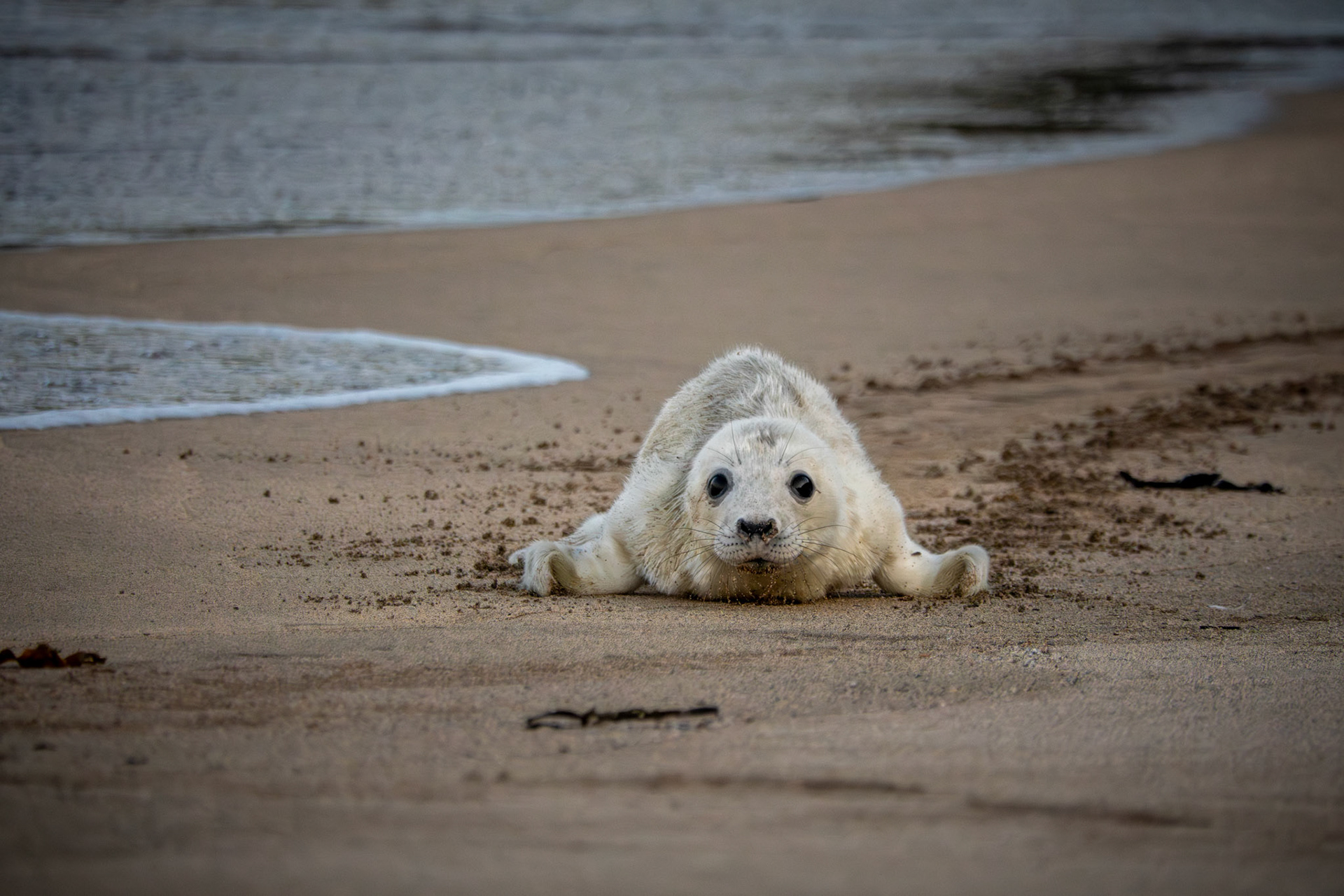 Grey Seal Pup | Great Blasket Island, Co. Kerry