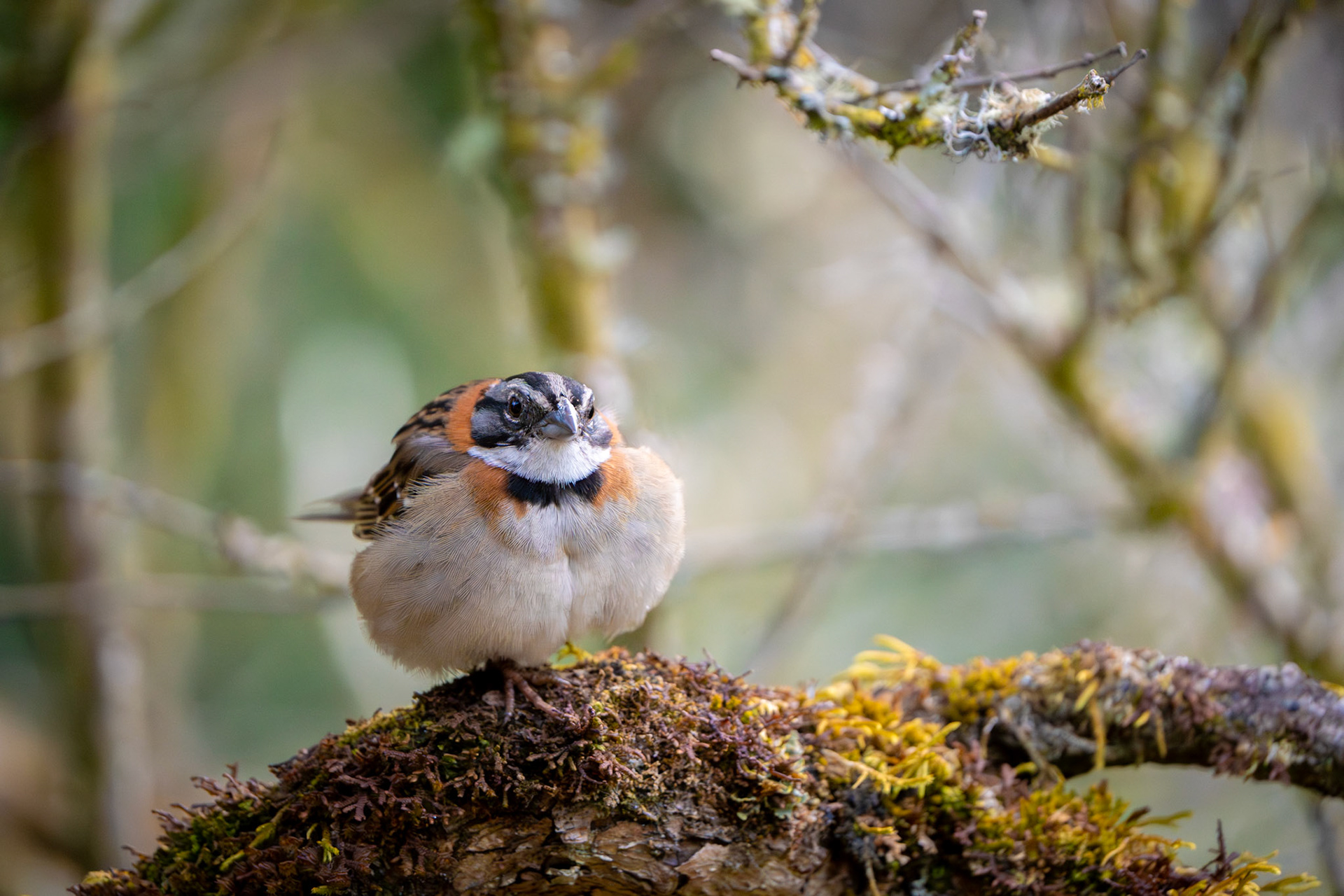 Rufous-collared Sparrow | San Gerardo de Dota