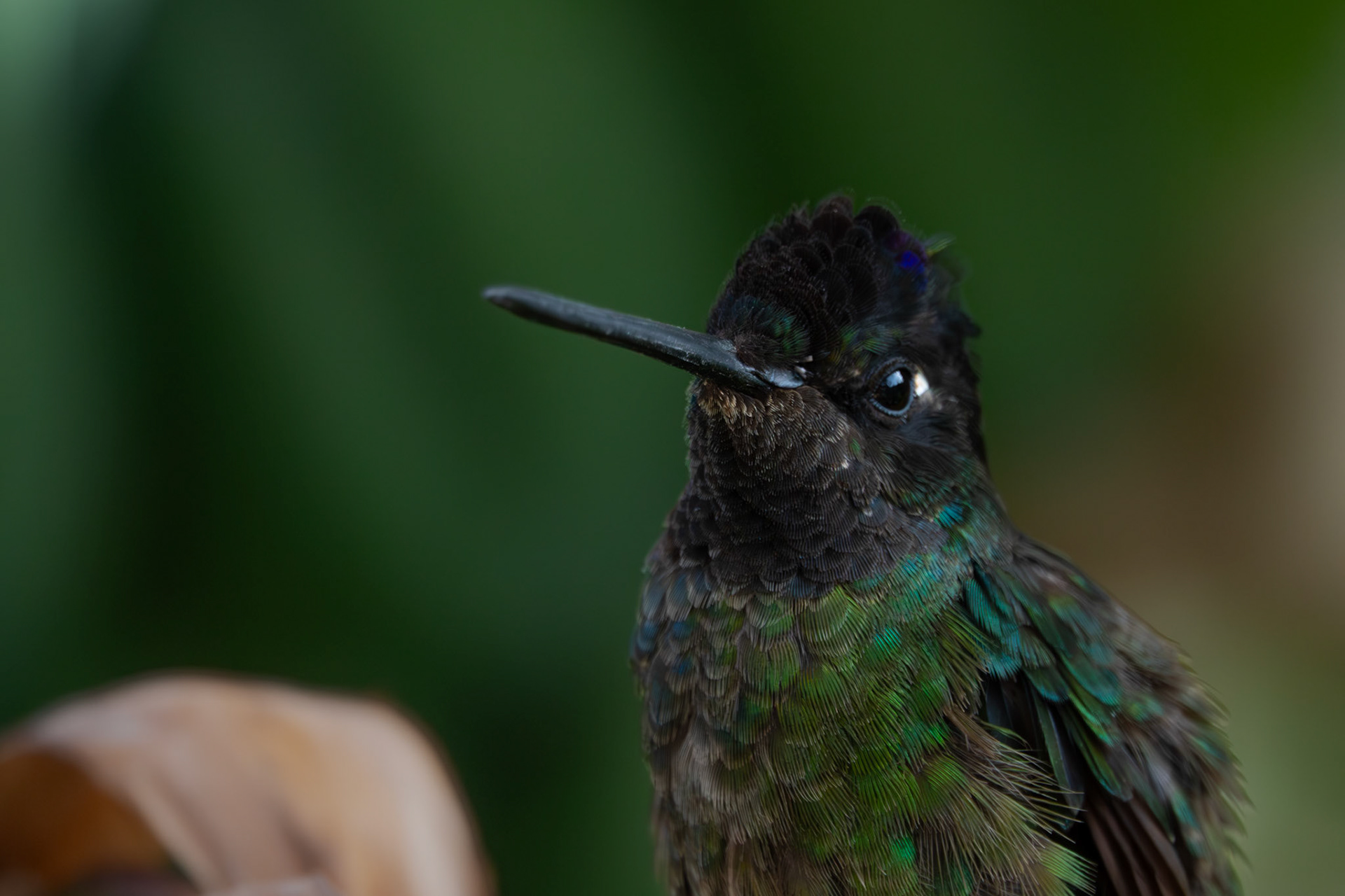 Hummingbird | San Gerardo de Dota