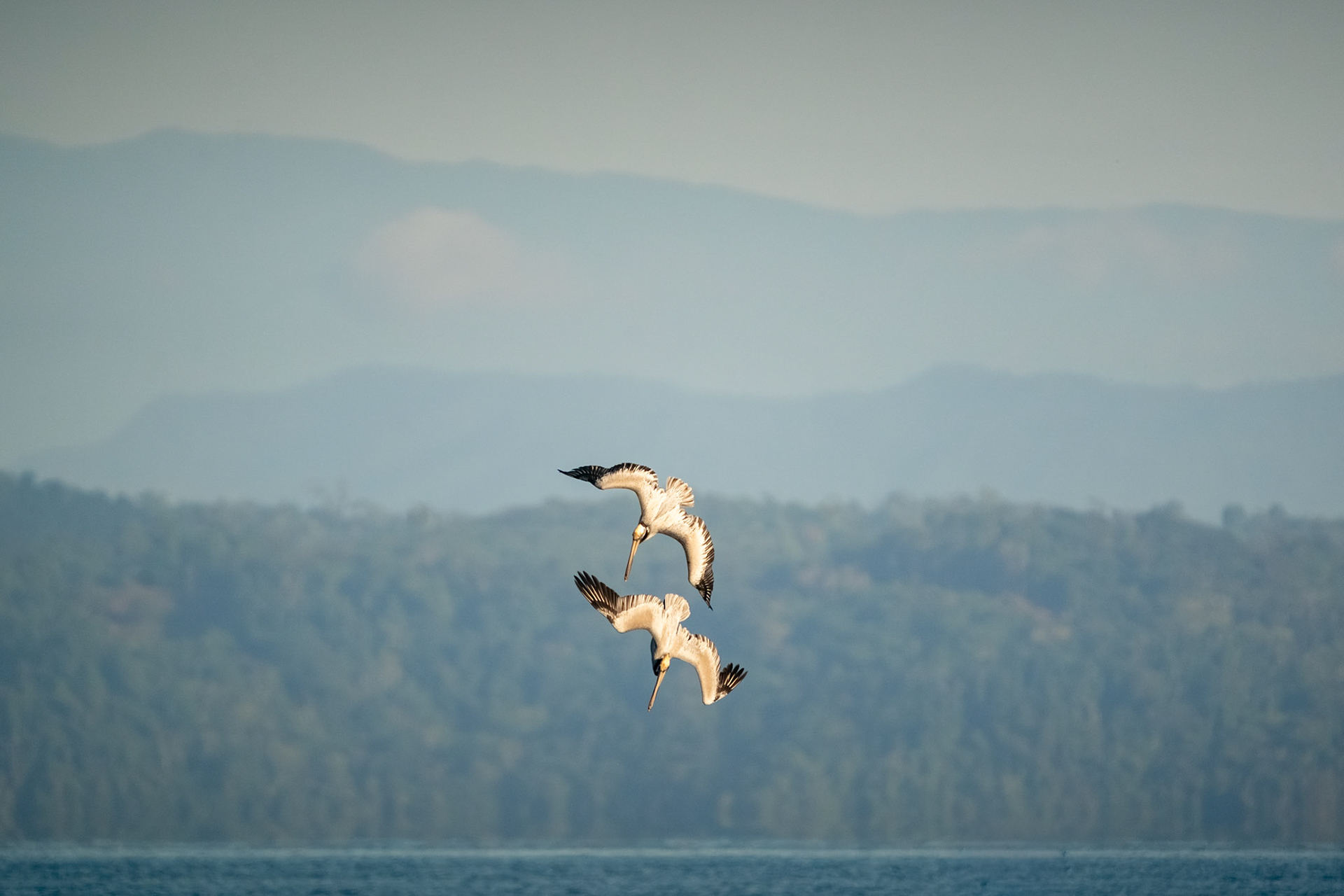 Brown Pelicans | Playa Juanito Mora, Osa Peninsula
