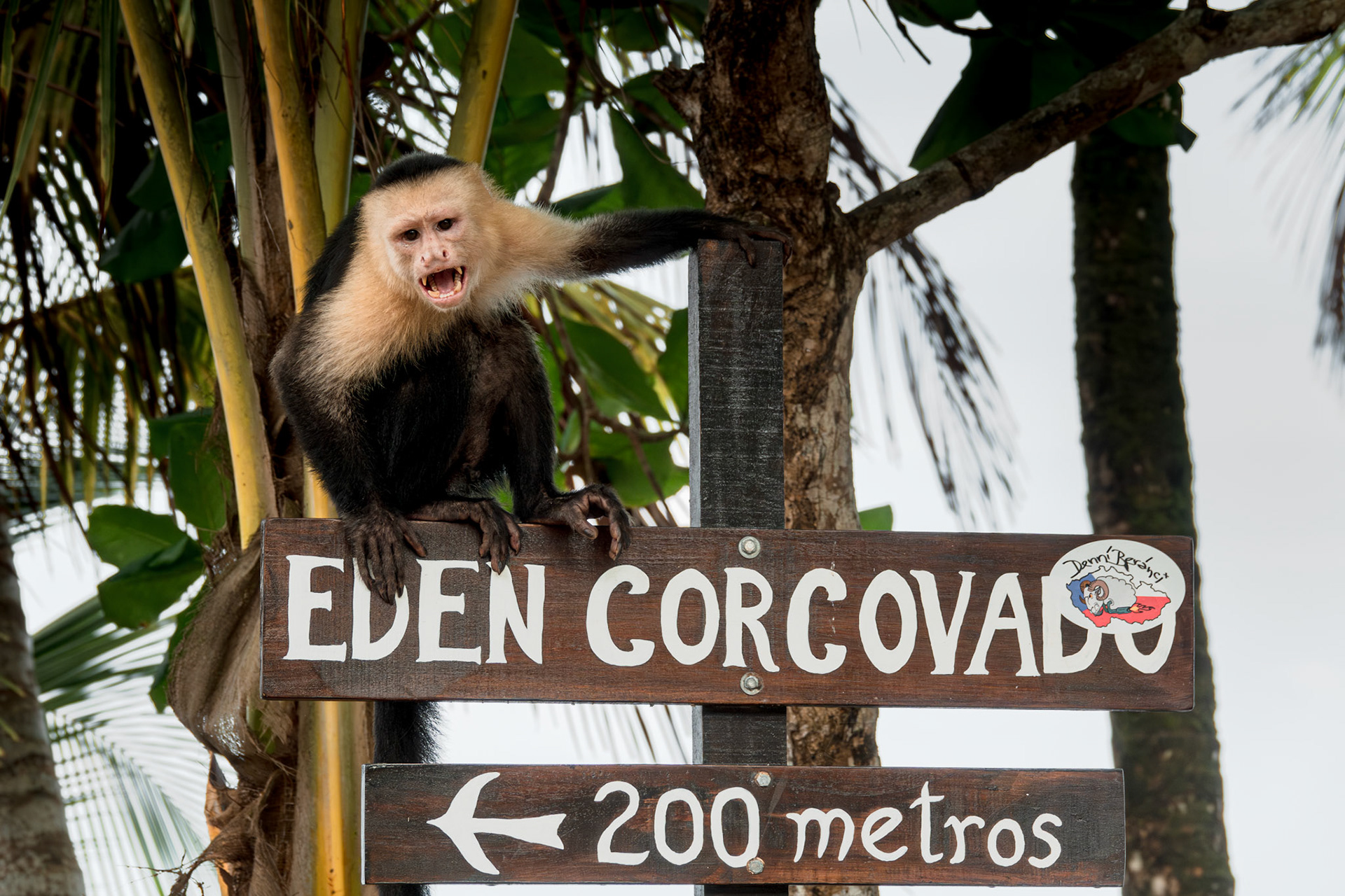Capuchin Monkey | Osa Peninsula