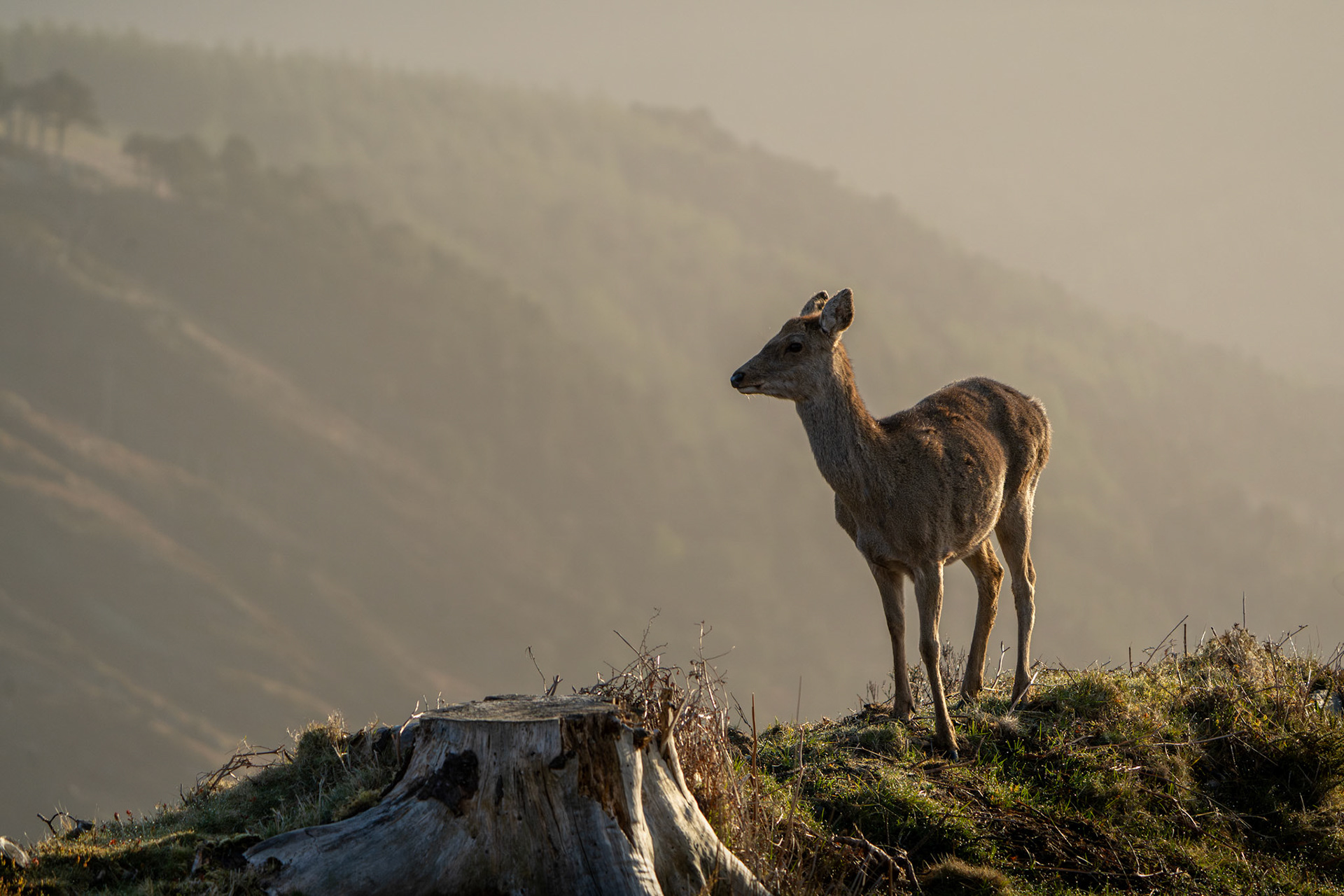 Red Deer | Glendalough, Co. Wicklow