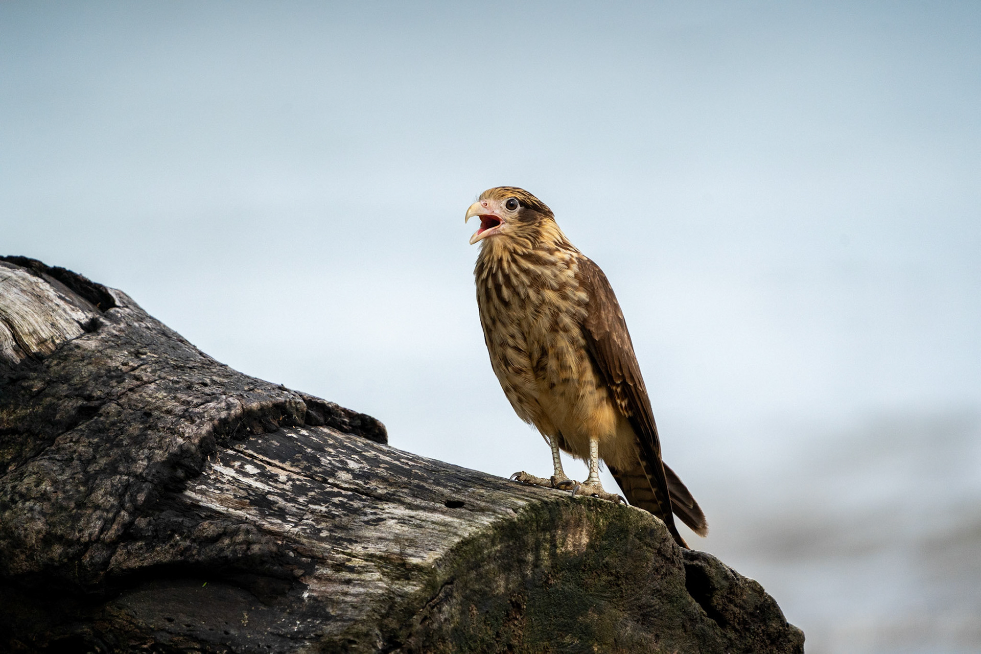 Yellow-headed Caracara | Playa Sándalo, Osa Peninsula