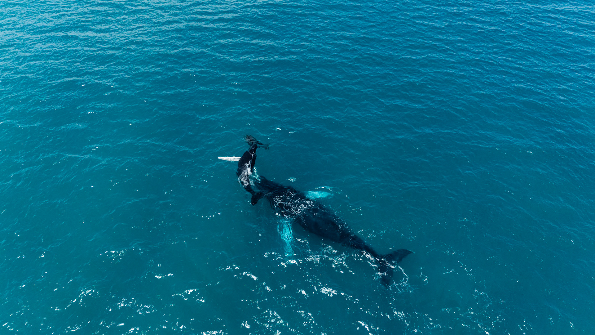 Humpback Whales and Spinner Dolphins | Golfo Dulce, Costa Rica