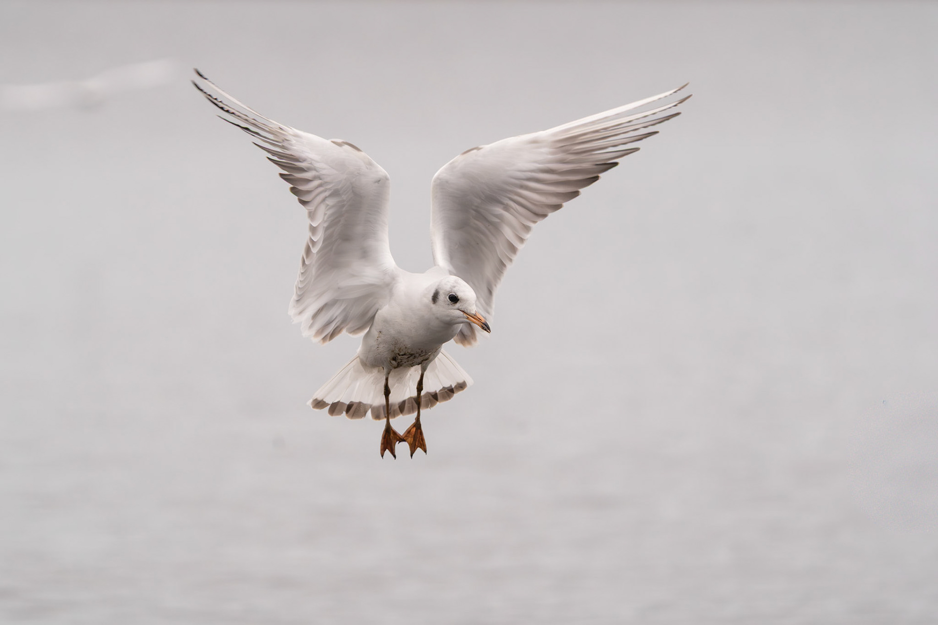 Black-headed Gull | Ballyallia Lough, Co. Clare
