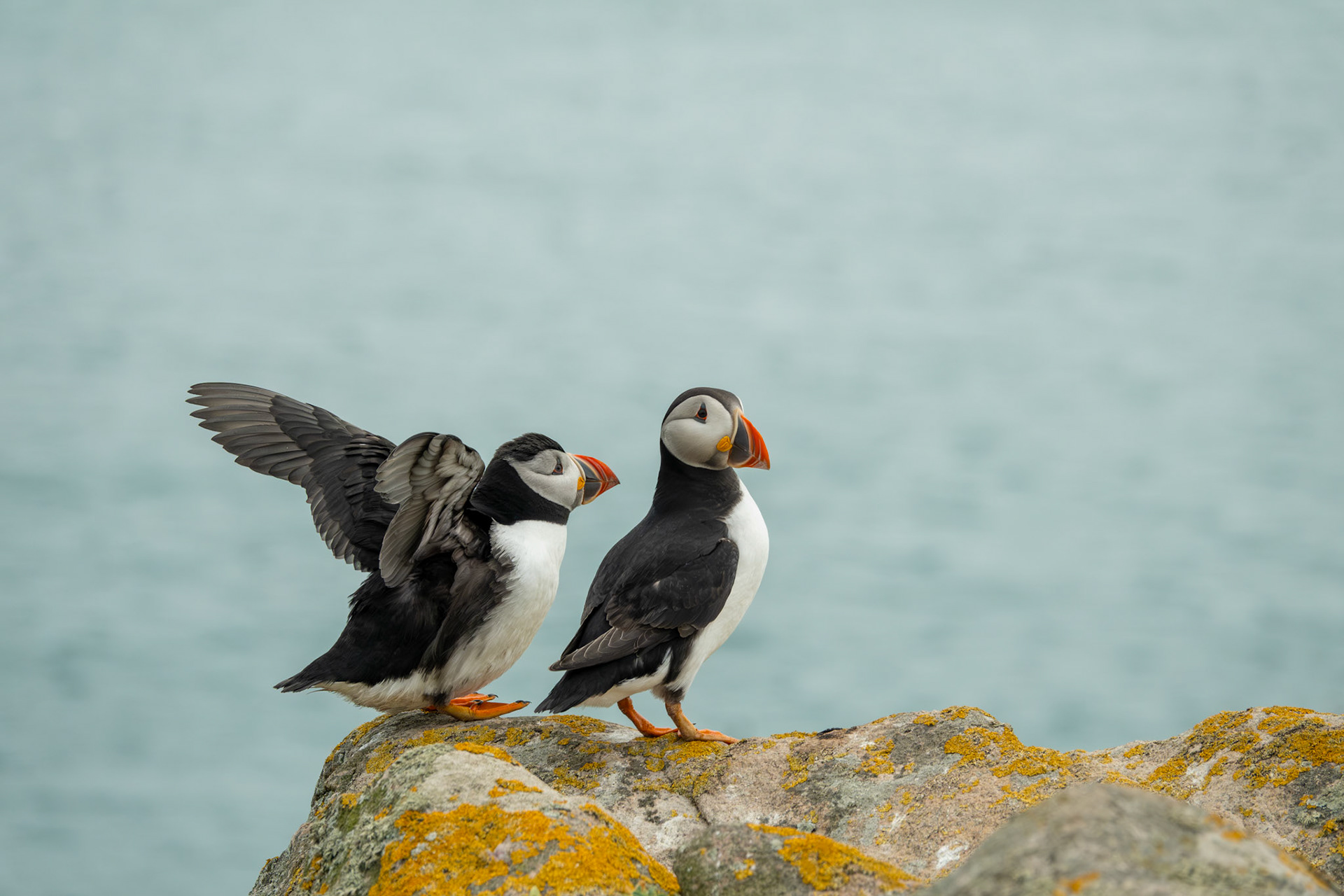 Alantic Puffins | Great Saltee Island, Co. Wexford