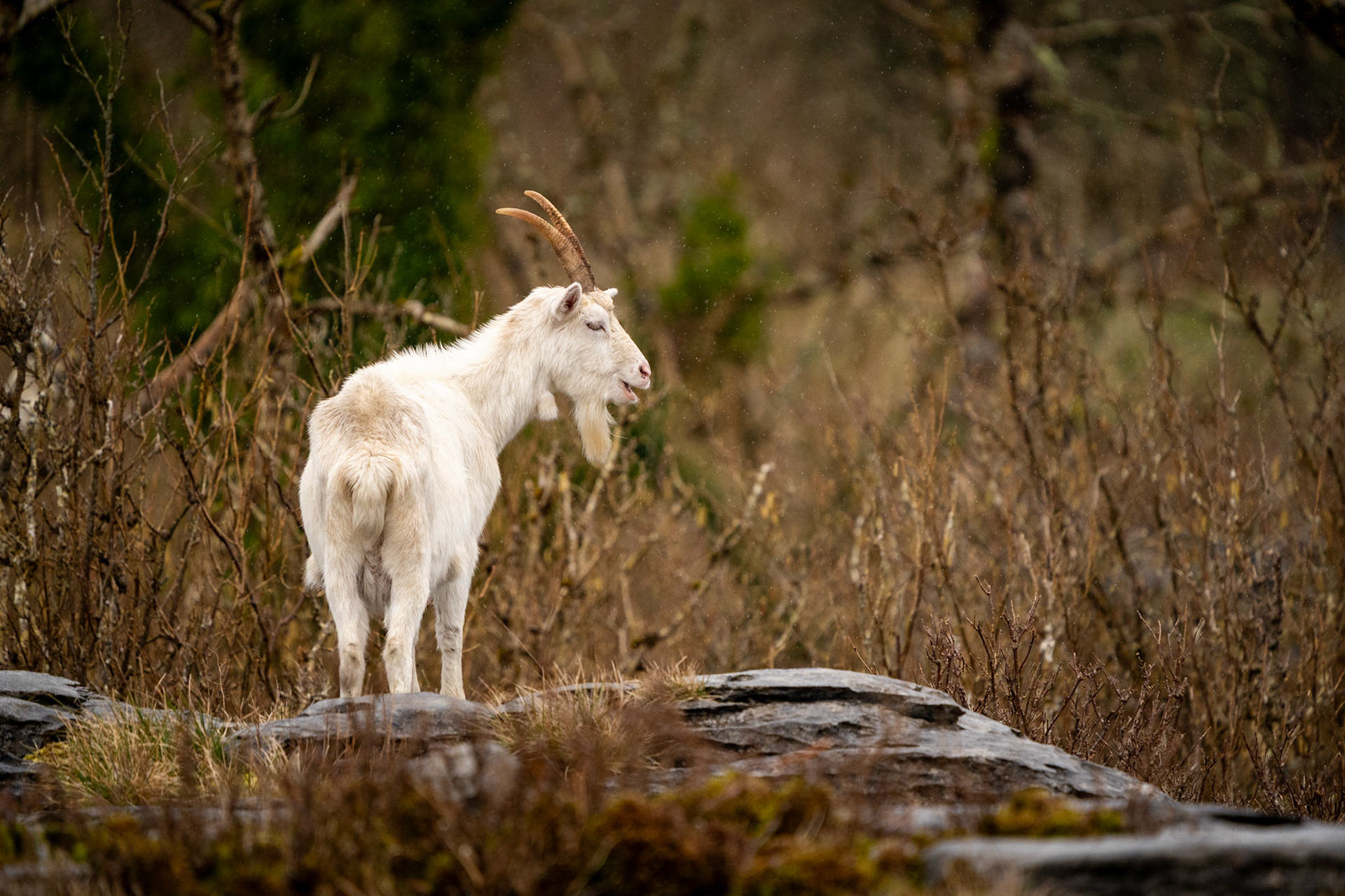 Feral Goat | Burren, Co. Clare