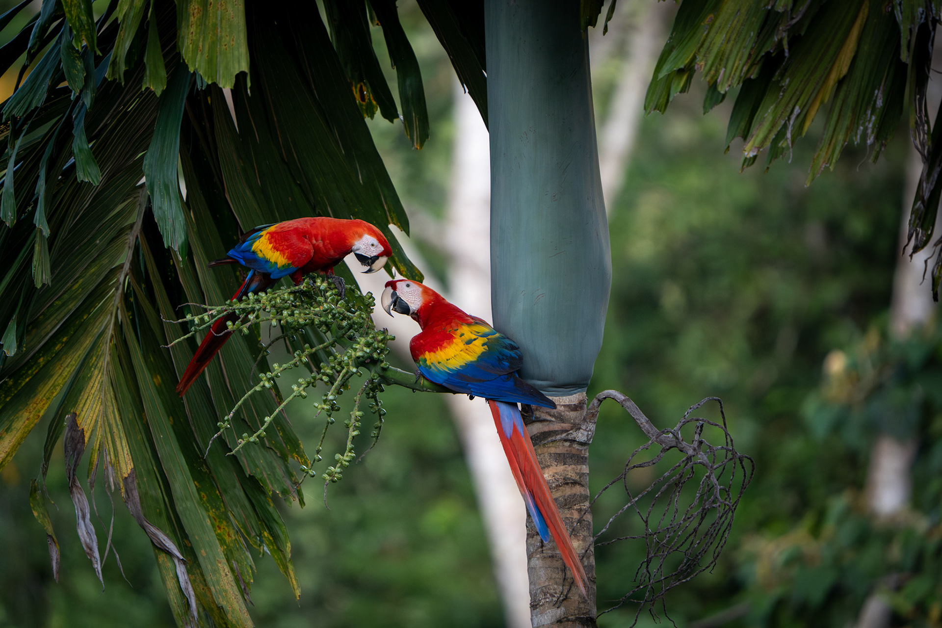 Scarlet Macaws | Osa Peninsula