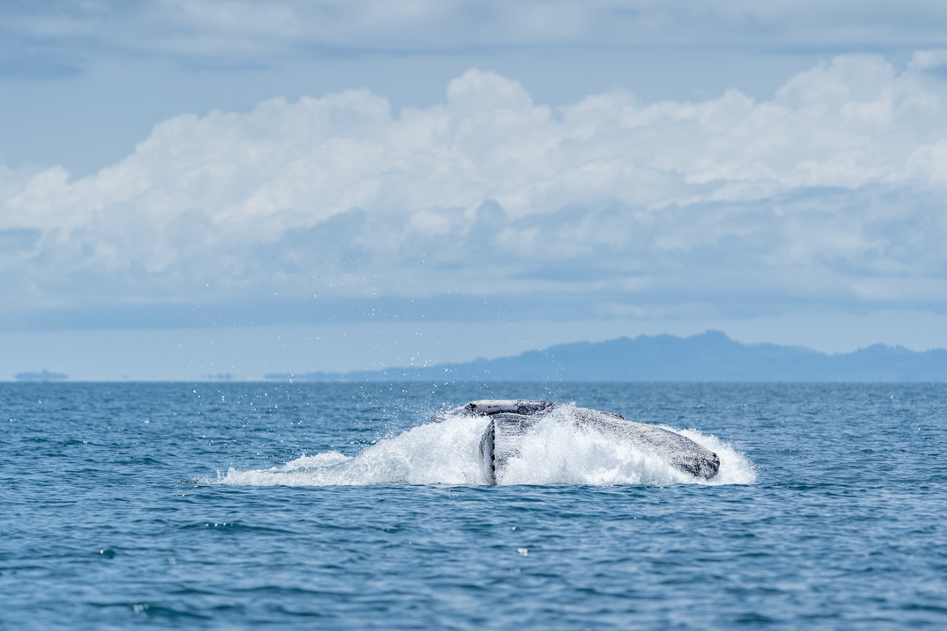 Humpback Whale | Golfo Dulce, Osa Peninsula