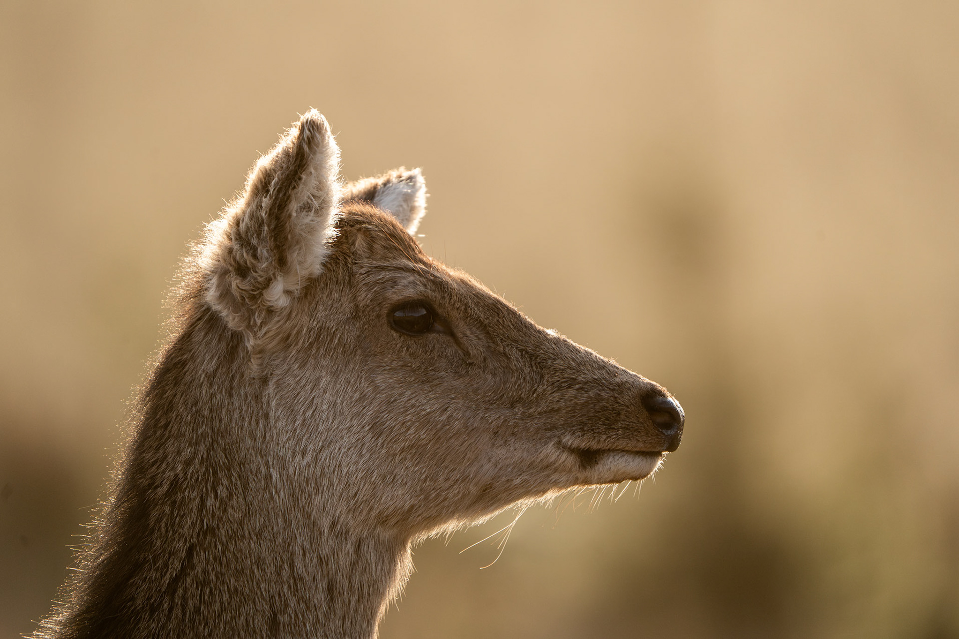 Red Deer | Glendalough, Co. Wicklow