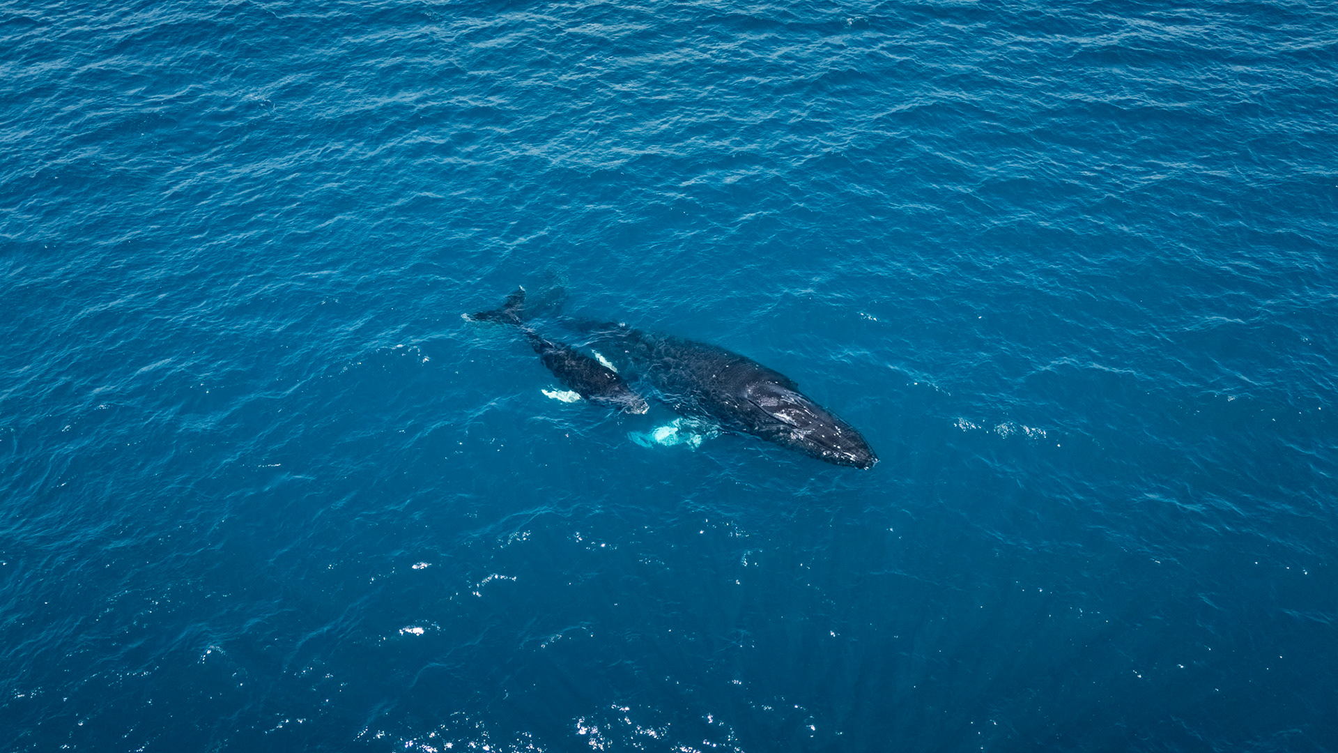 Humpback Whales | Golfo Dulce, Costa Rica