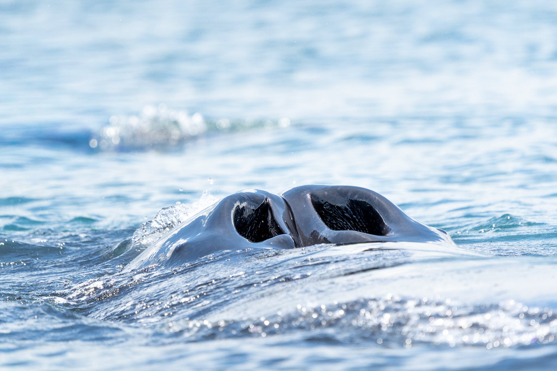 Humpback Whale | Golfo Dulce, Osa Peninsula