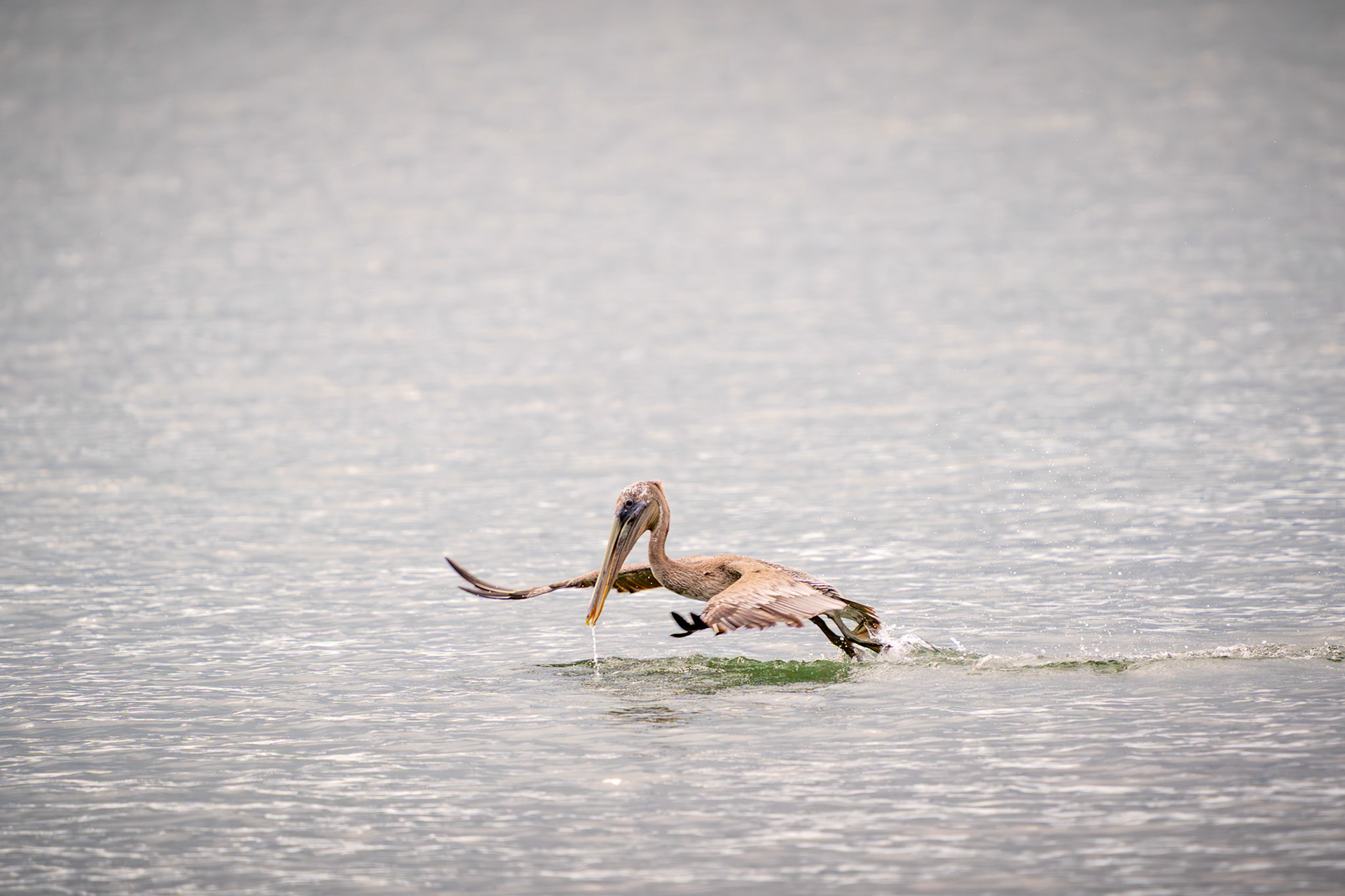 Brown Pelican | Playa Cancún, Osa Peninsula