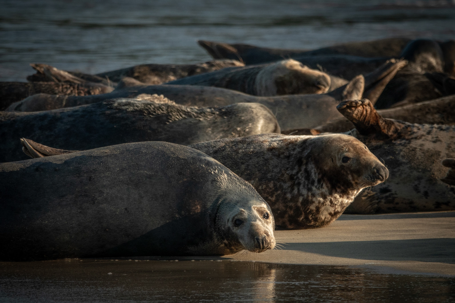 Grey Seal Colony | Great Blasket Island, Co. Kerry