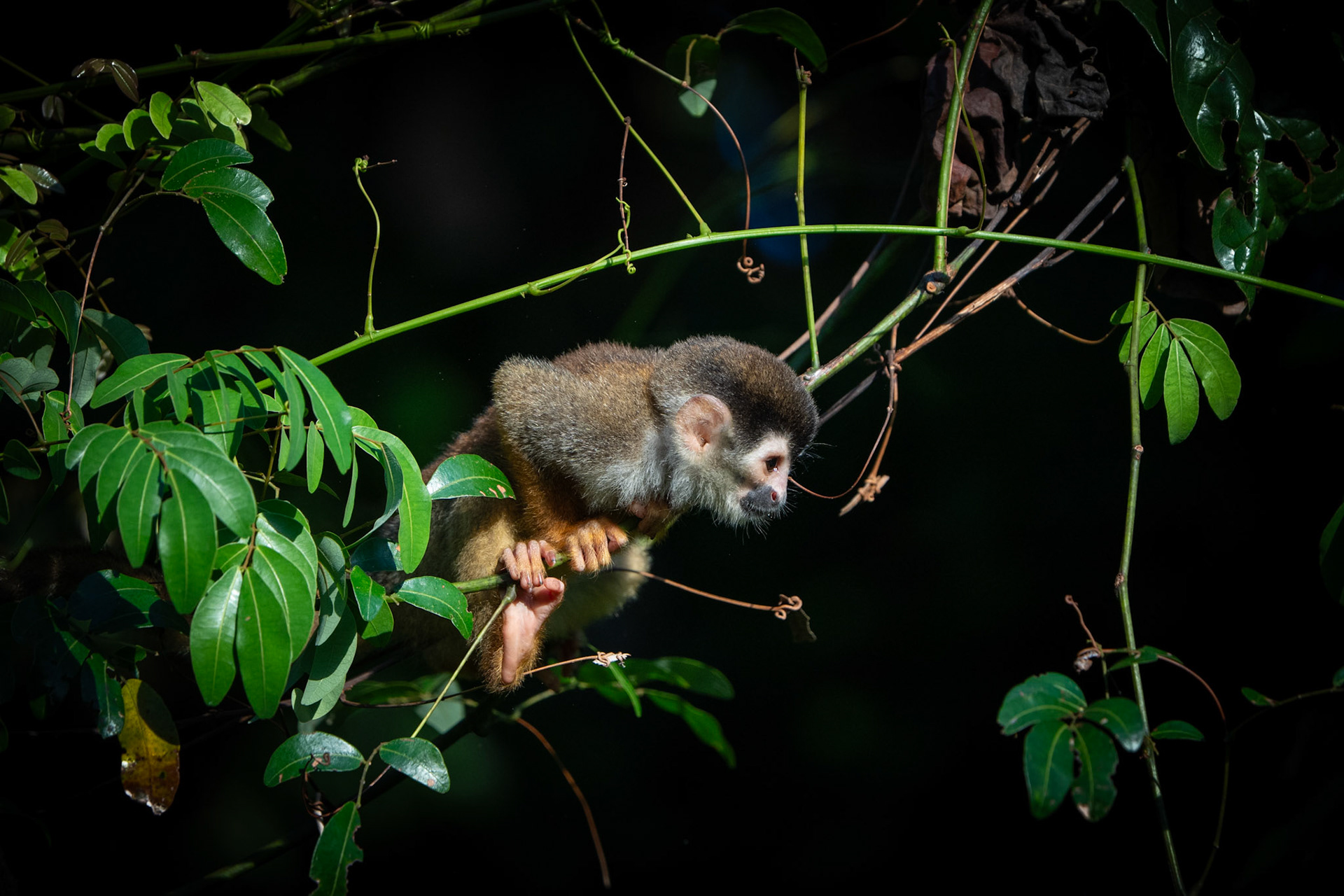 Squirrel Monkey | Osa Peninsula