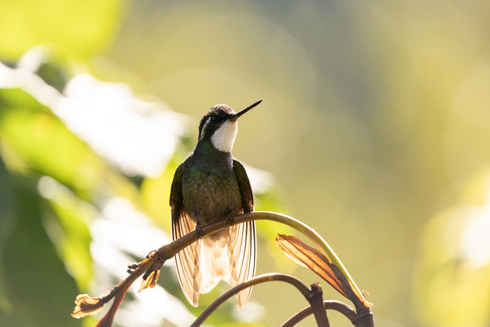 White-throated Mountaingem (Male) | San Gerardo de Dota