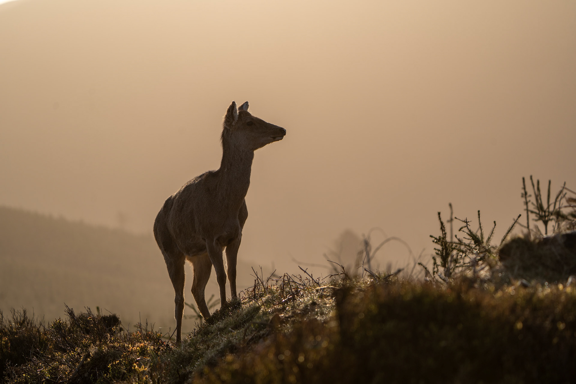 Red Deer| Glendalough, Co. Wicklow
