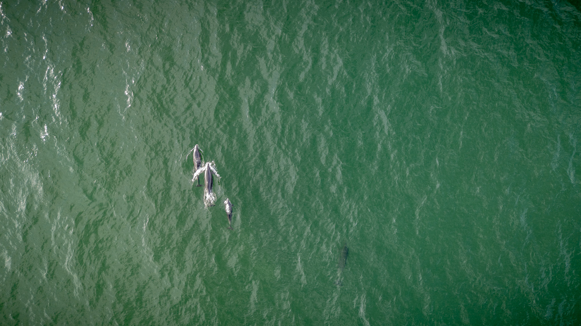 Bottlenose Dolphins | Ballybunion, Co. Kerry