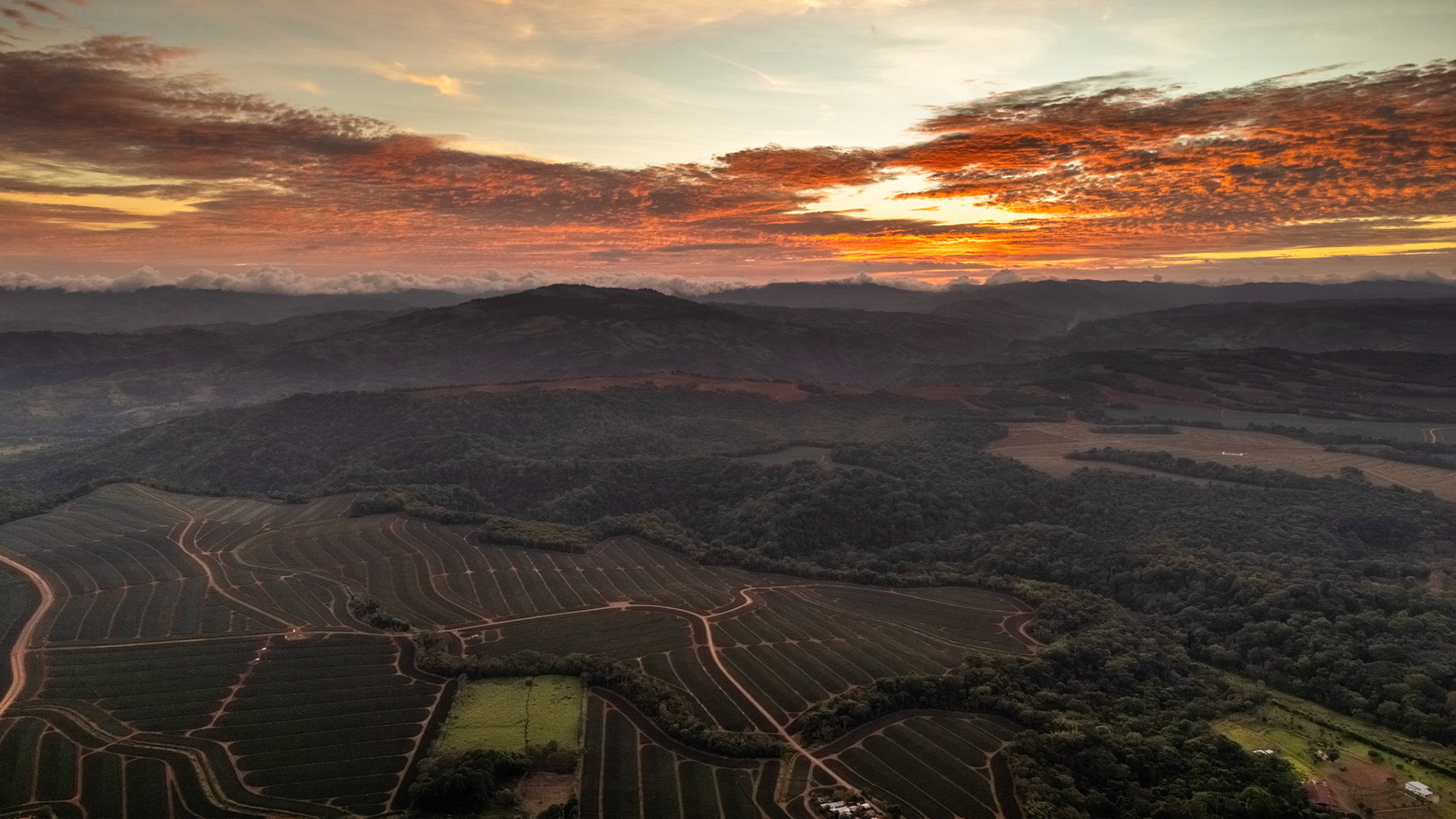 Pineapple Plantations | Pérez Zeledón, Costa Rica