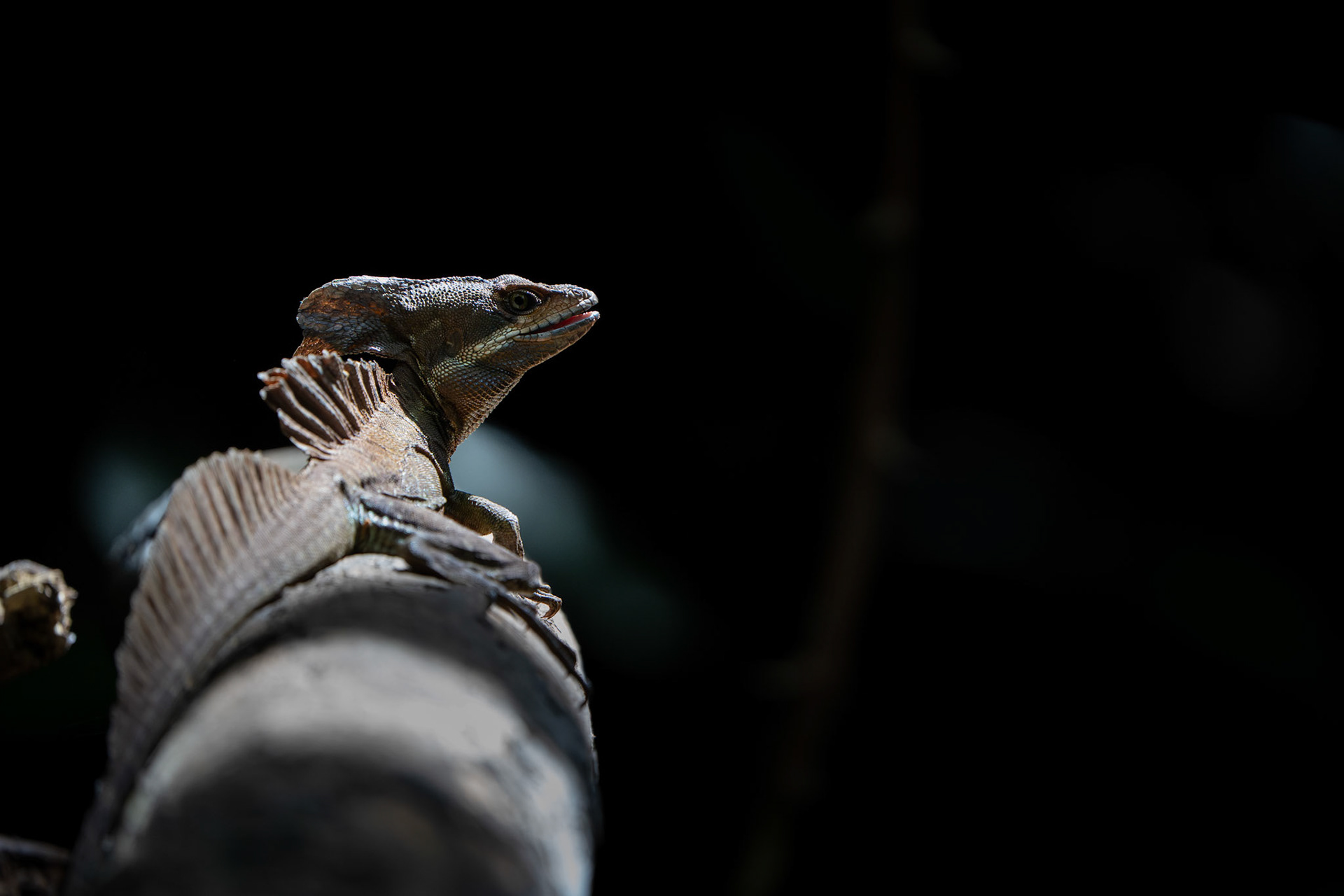 Common Basilisk | Osa Peninsula