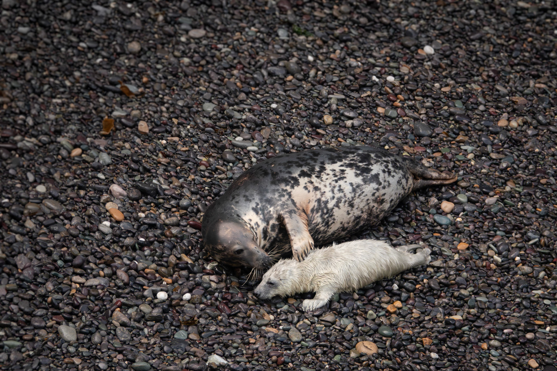 Grey Seal Pup | Great Blasket Island, Co. Kerry