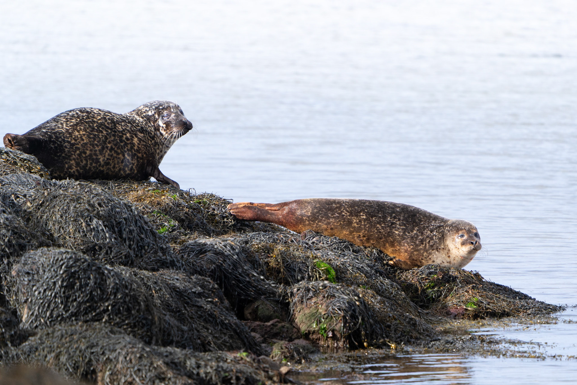 Common Seals | Connemara, Co. Galway
