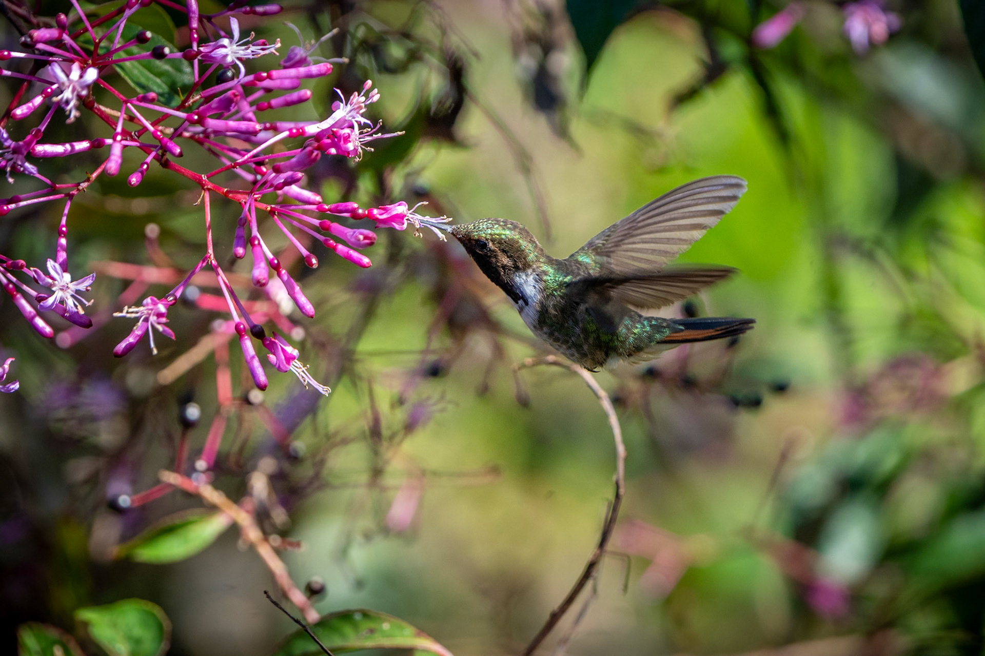 Volcano Hummingbird | San Gerardo de Dota