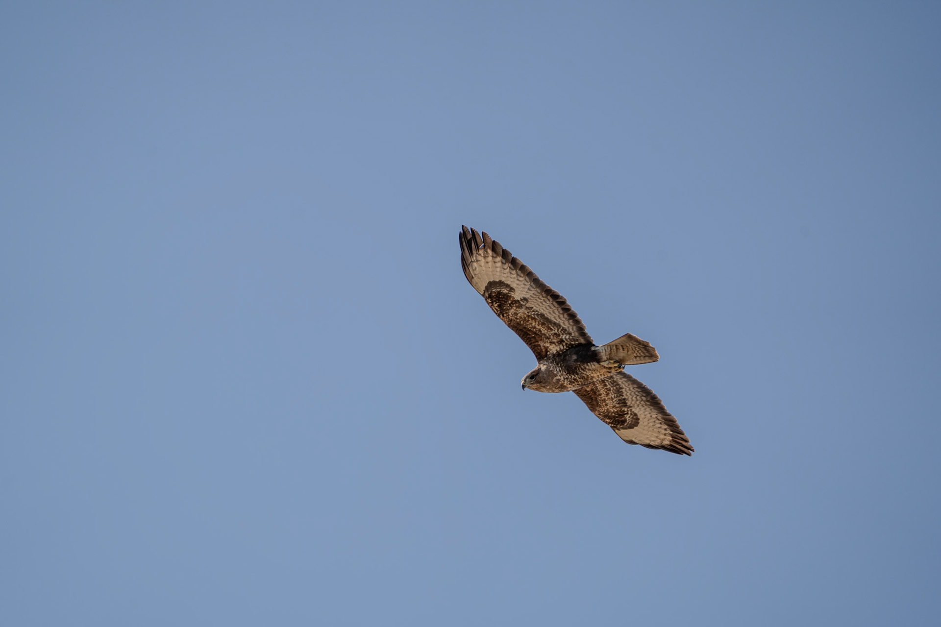 Common Buzzard | Kilcoole, Co. Wicklow
